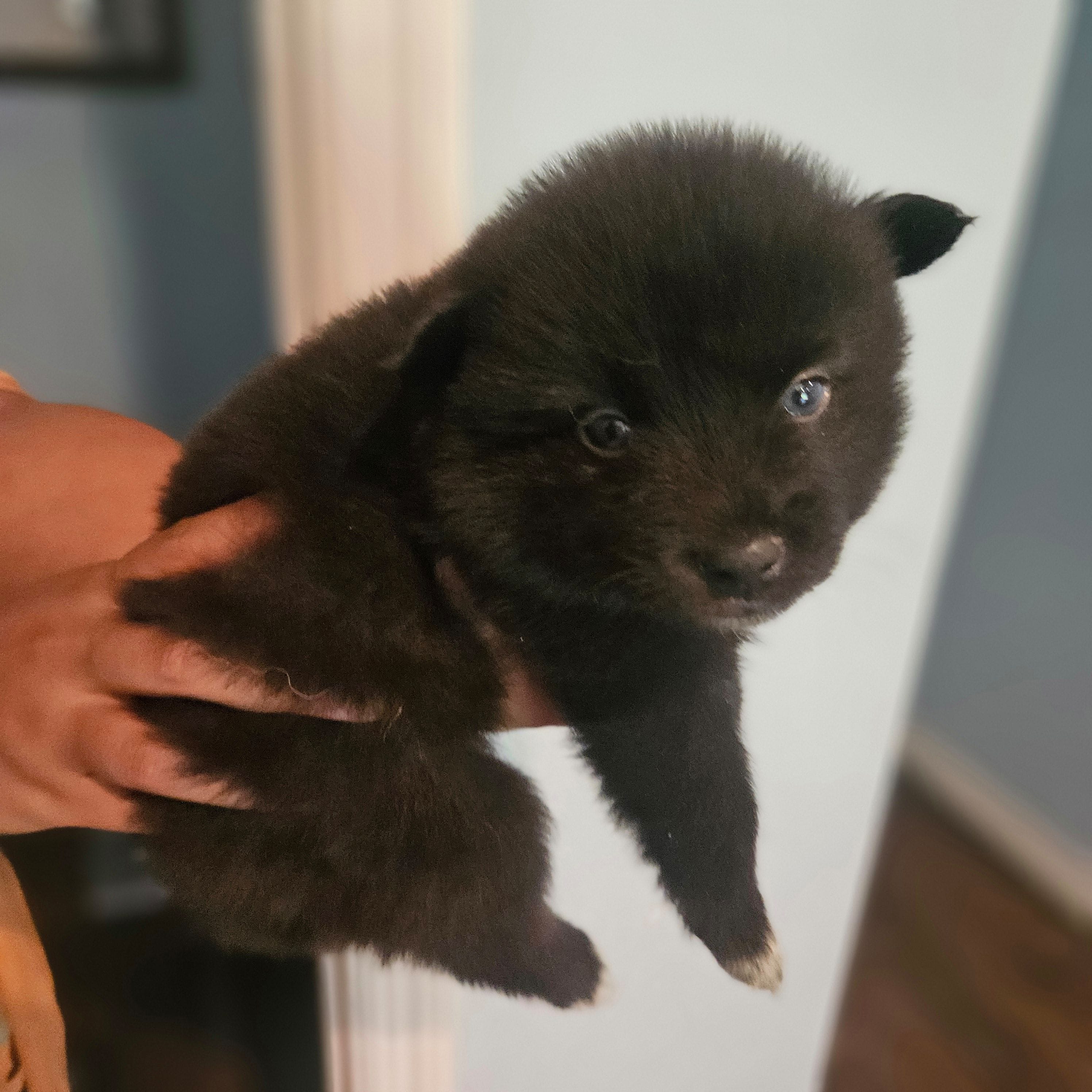 James, a male Pomsky for sale in Ocala, FL – 6 of 6