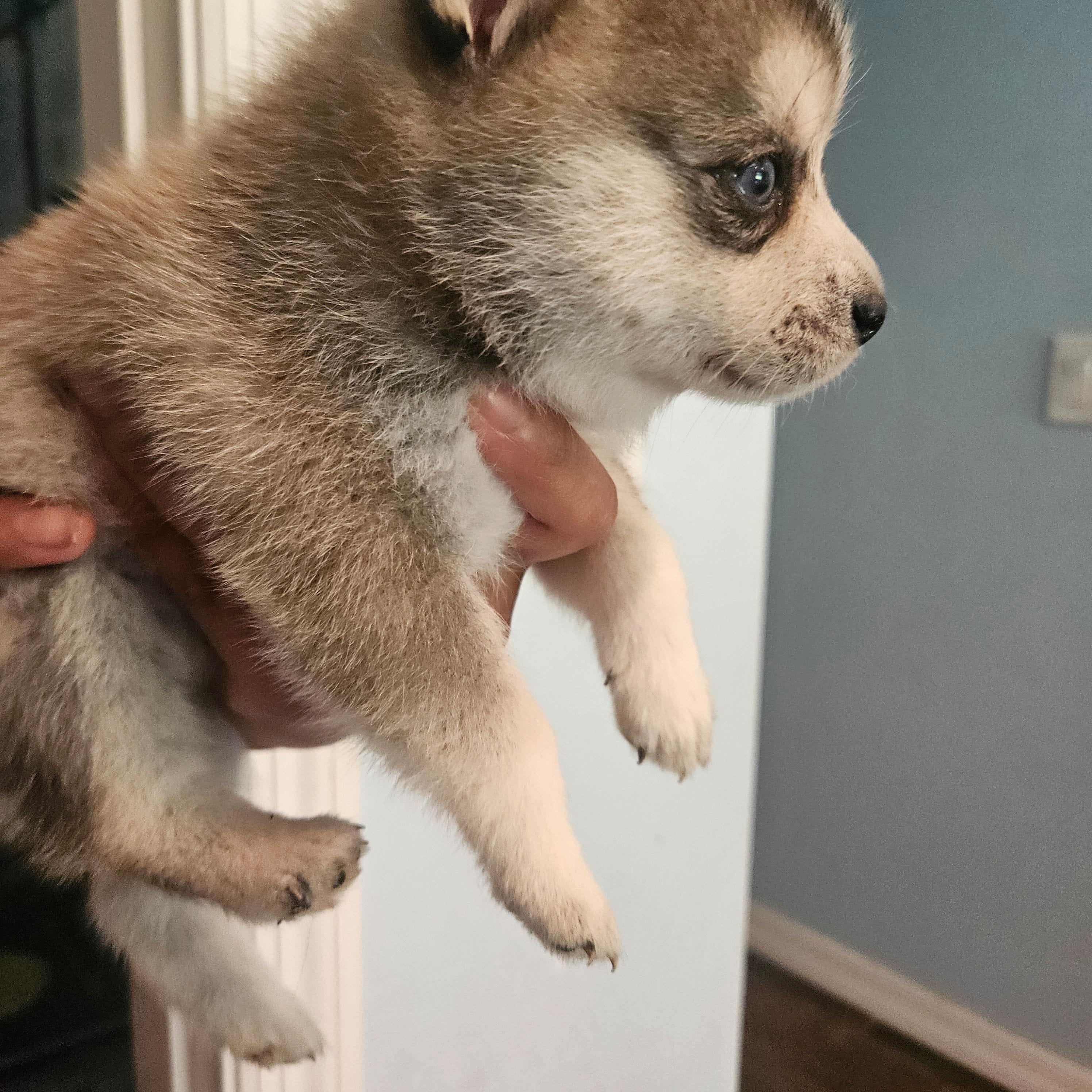 Dolly, a female Pomsky for sale in Ocala, FL – 2 of 4