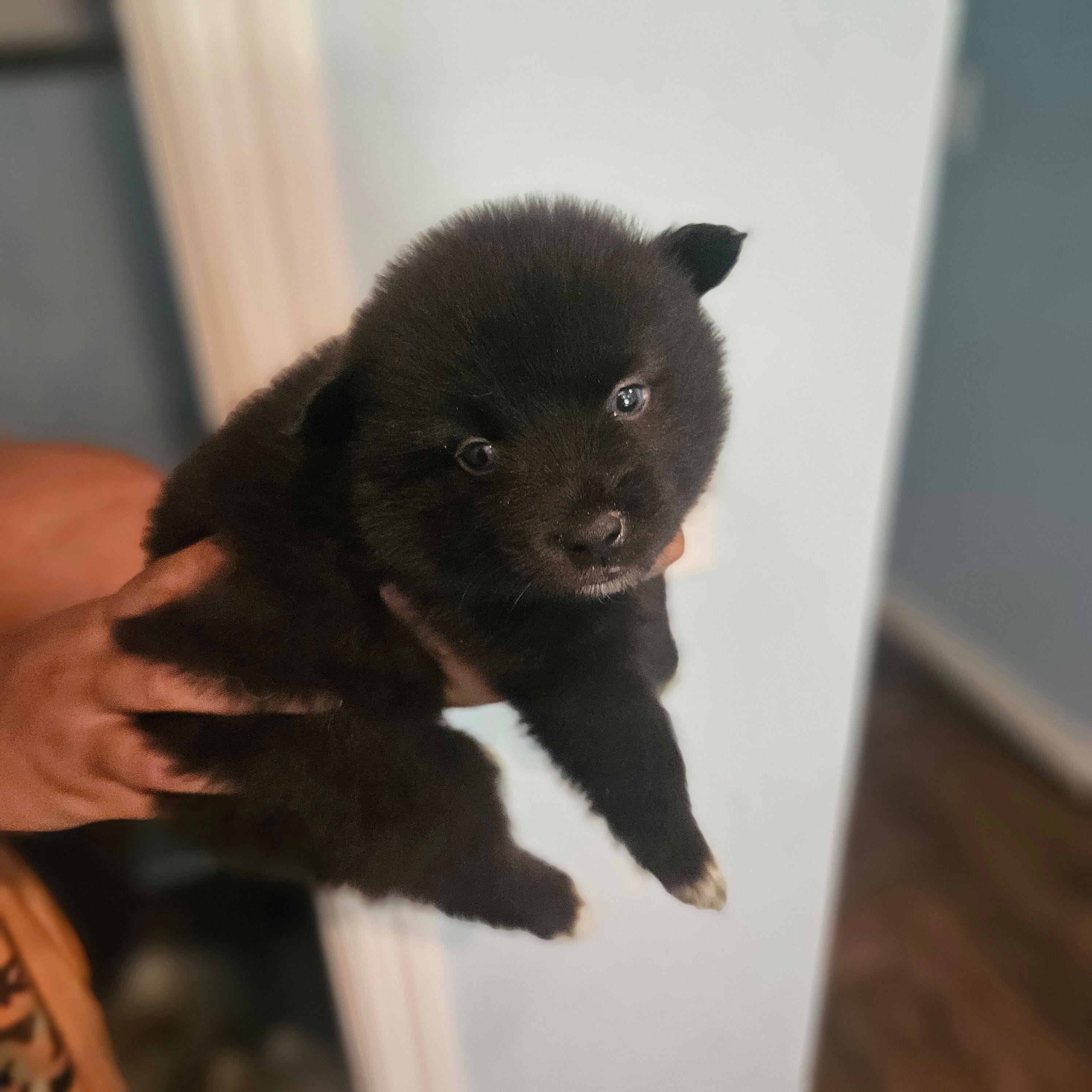 James, a male Pomsky for sale in Ocala, FL – 5 of 6