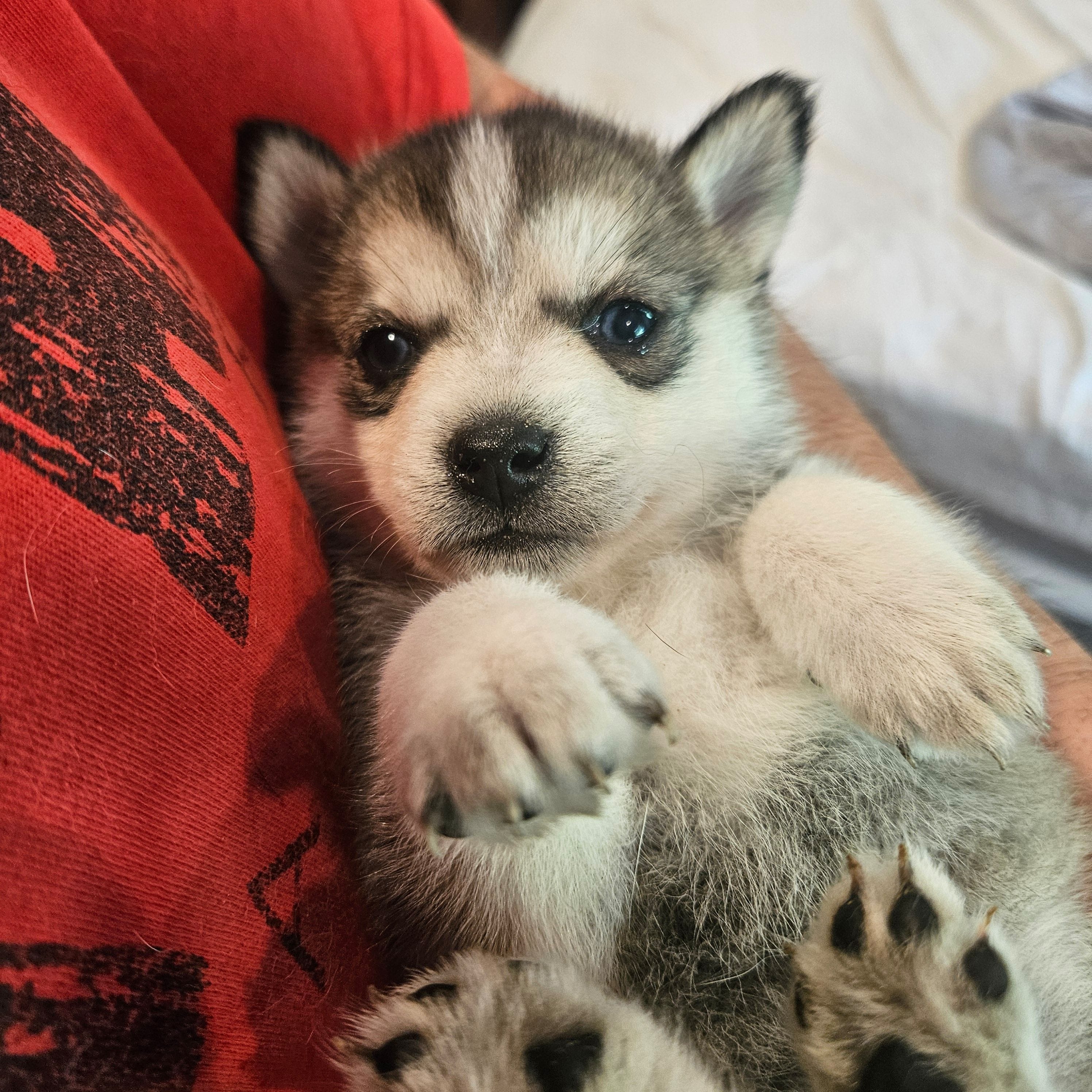 Dolly, a female Pomsky for sale in Ocala, FL – 3 of 4