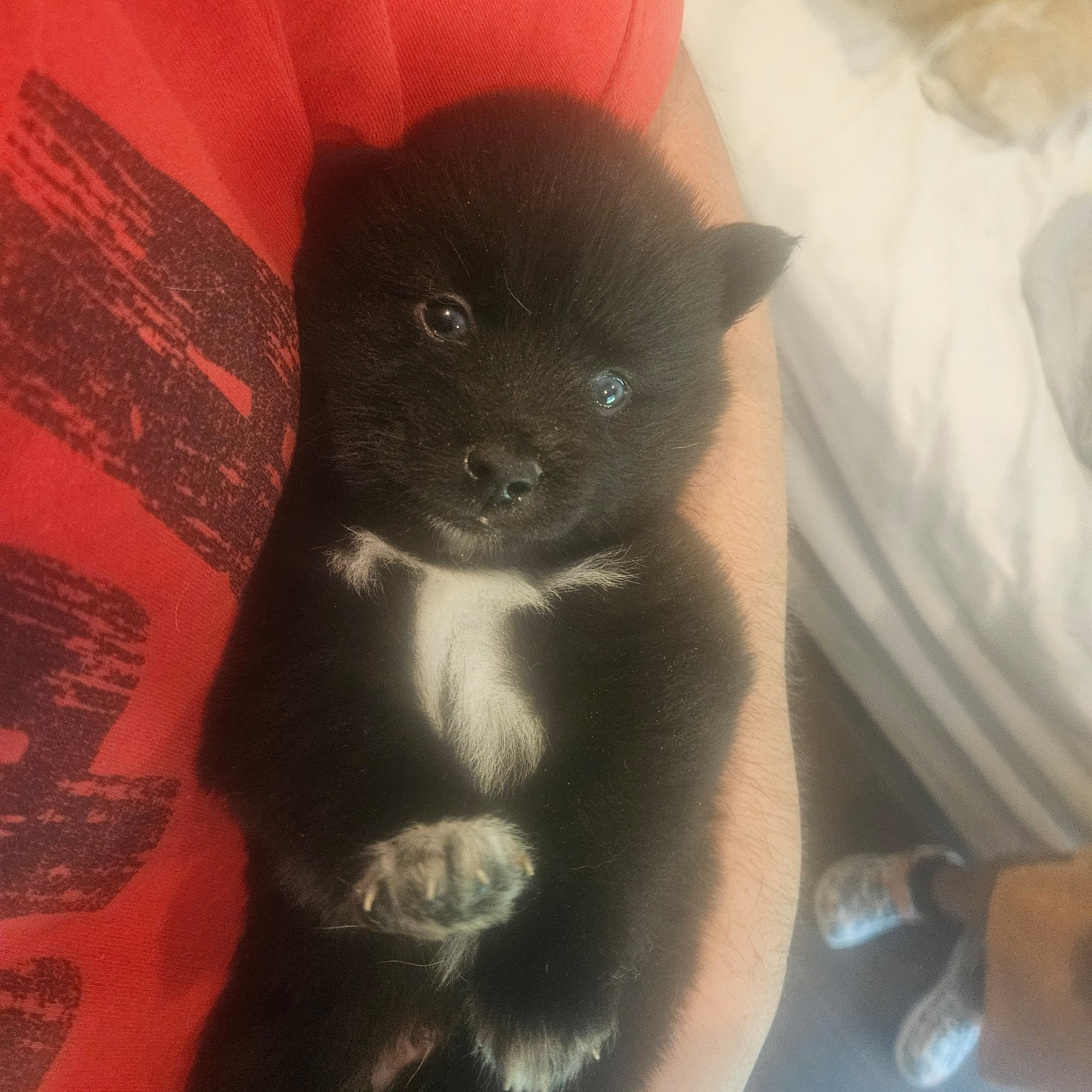 James, a male Pomsky for sale in Ocala, FL – 3 of 6
