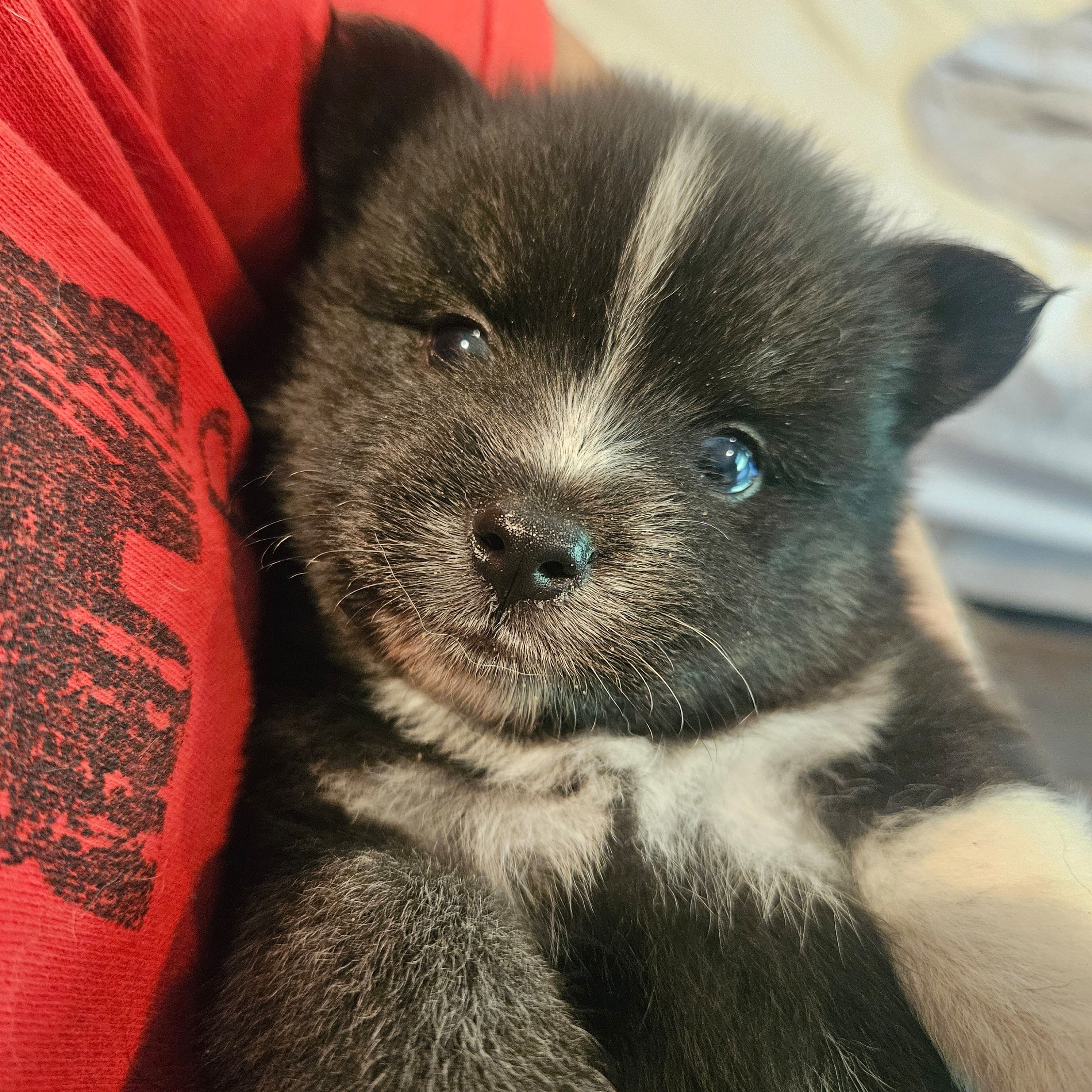 Jack White – Pomsky puppy for sale in Ocala, FL