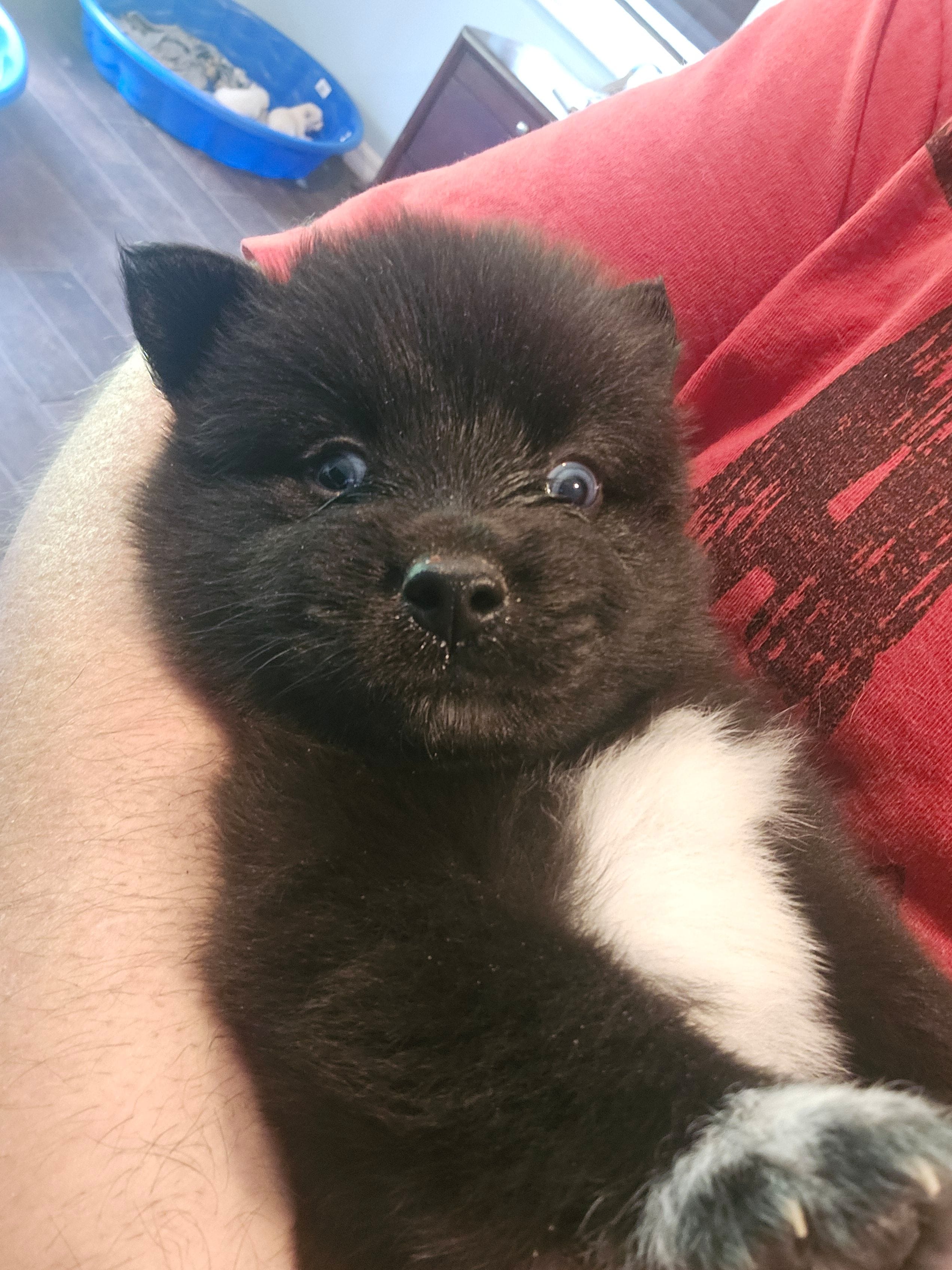 Bear – Pomsky puppy for sale in Ocala, FL