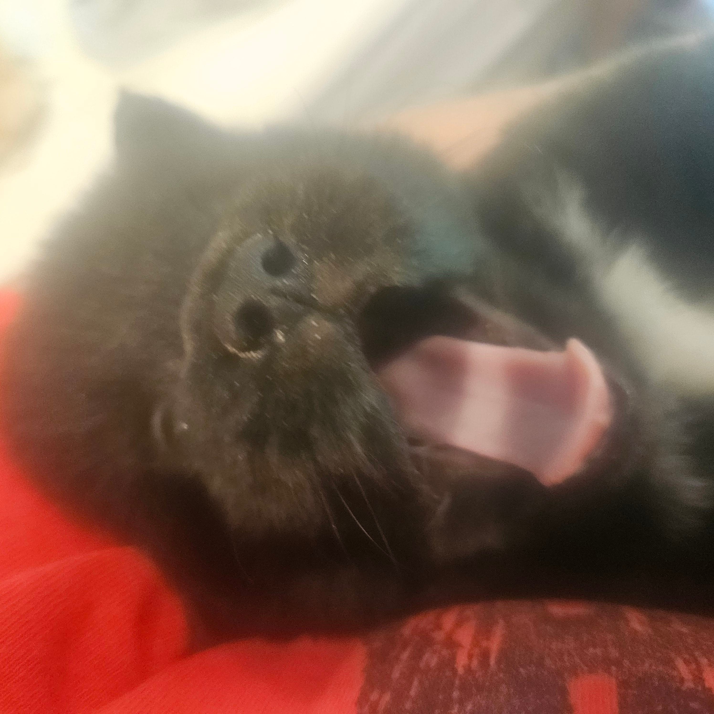 James, a male Pomsky for sale in Ocala, FL – 2 of 6