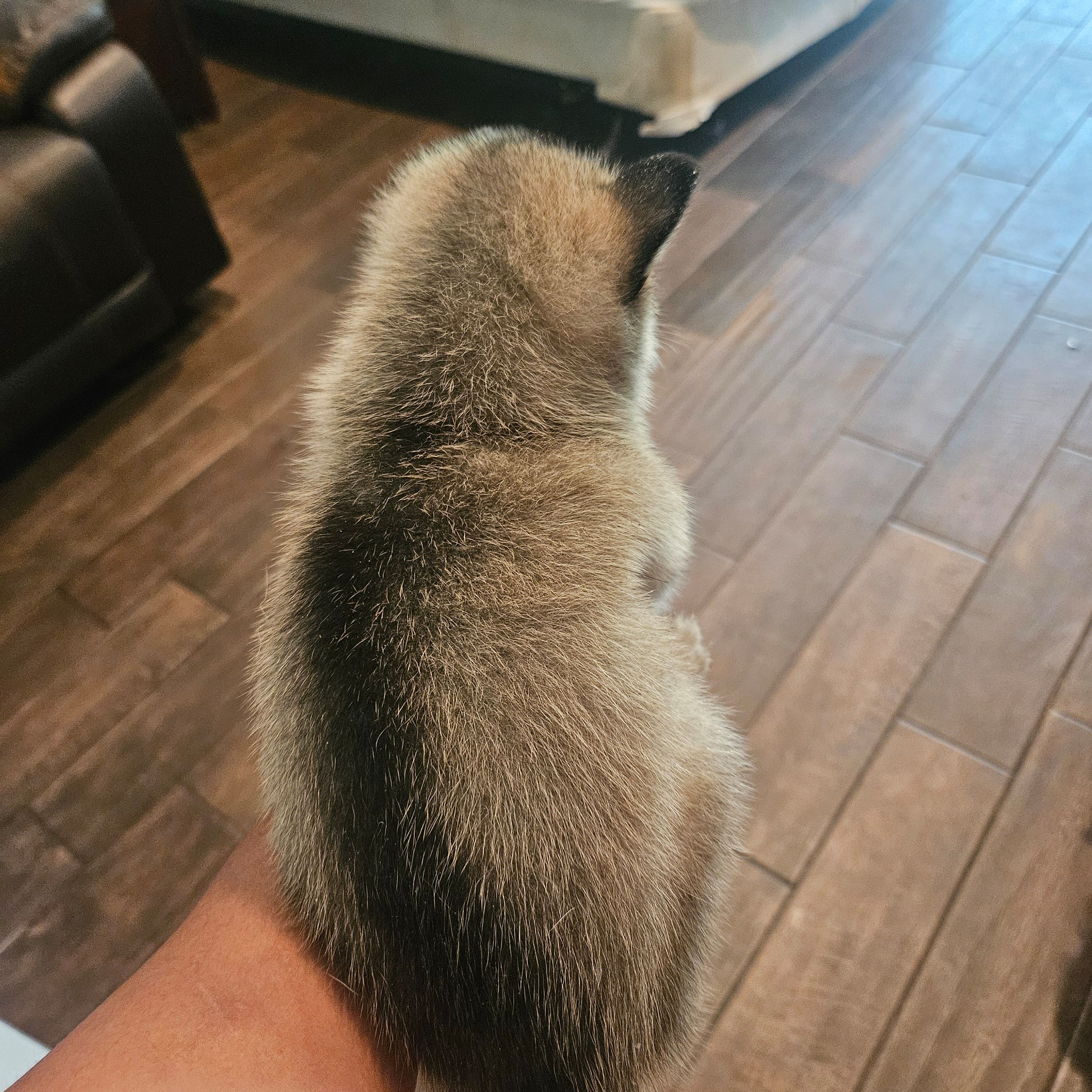 Dolly, a female Pomsky for sale in Ocala, FL – 4 of 4