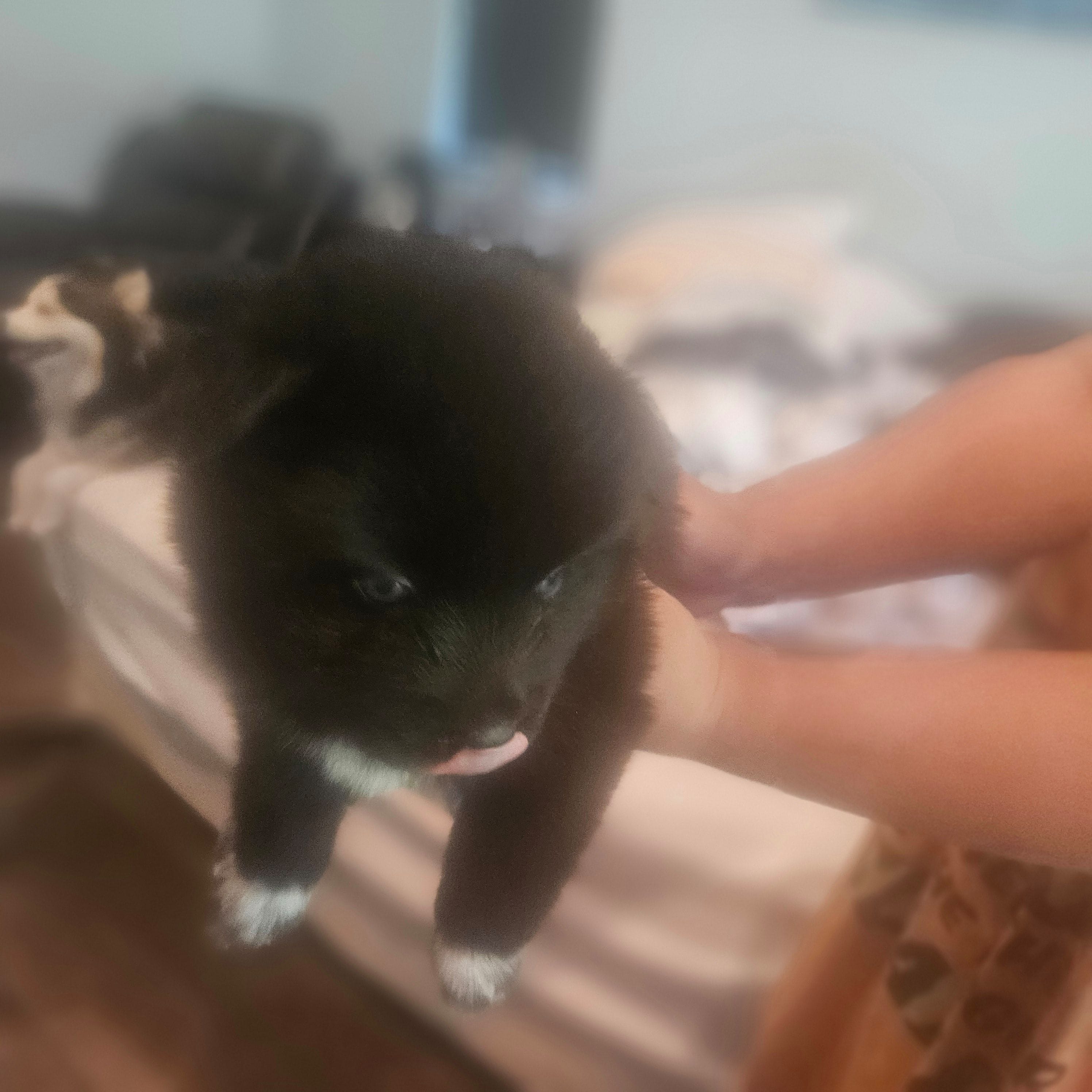 Bear, a male Pomsky for sale in Ocala, FL – 2 of 4