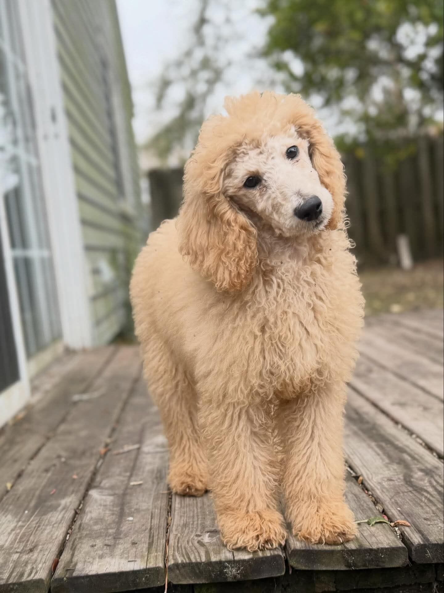 Zelda – Poodle - Multi-Colored Standard puppy for sale in Jacksonville, FL