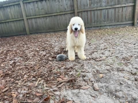Deborah Mae, a female Poodle - Standard  for sale in Jacksonville, FL – Photo 2 of 2