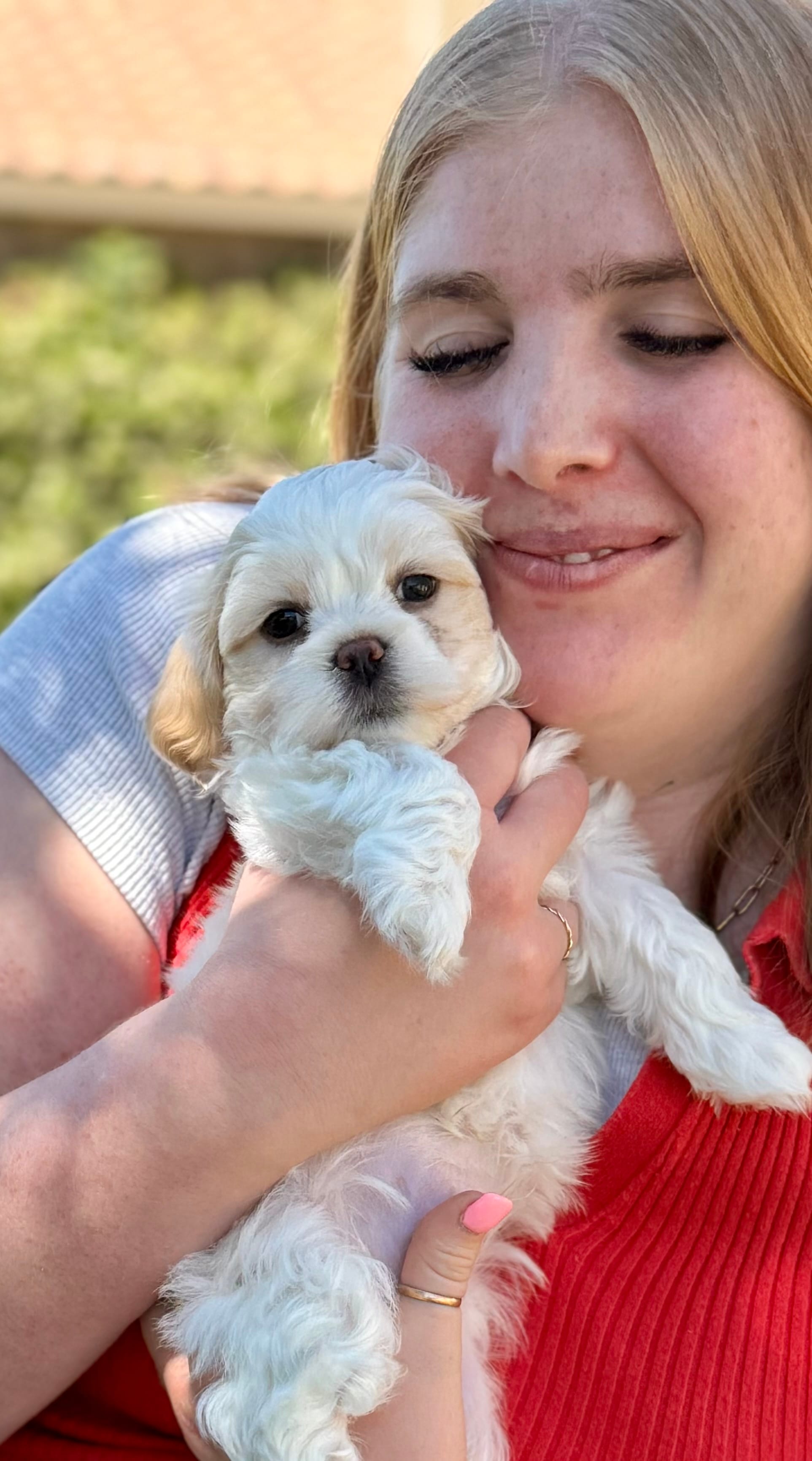 Waffle – Bichon Frise, Shih Tzu puppy for sale in Mesa, AZ