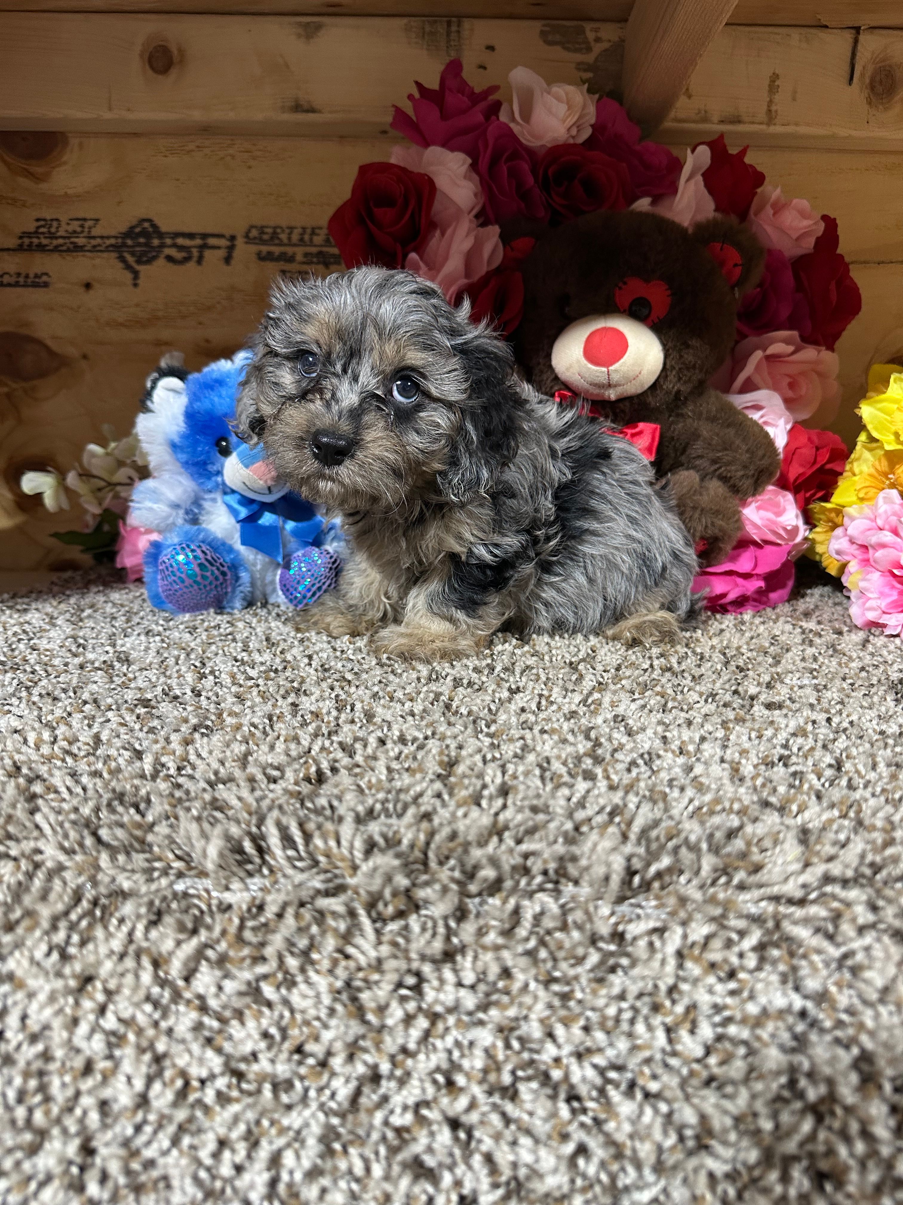 Roscoe – Cavapoo puppy for sale in Cub Run, KY