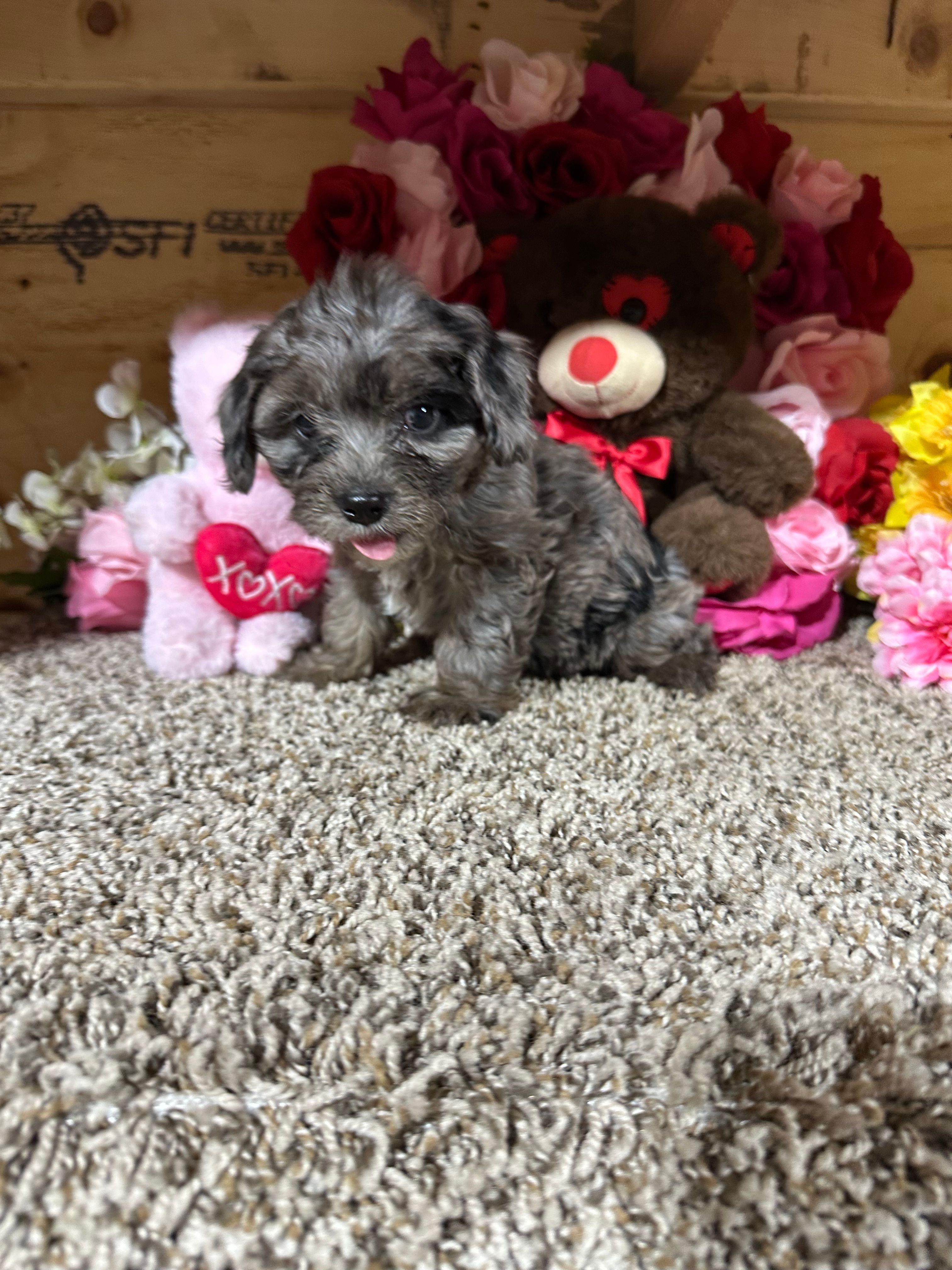 Lexi Anne – Cavapoo puppy for sale in Cub Run, KY