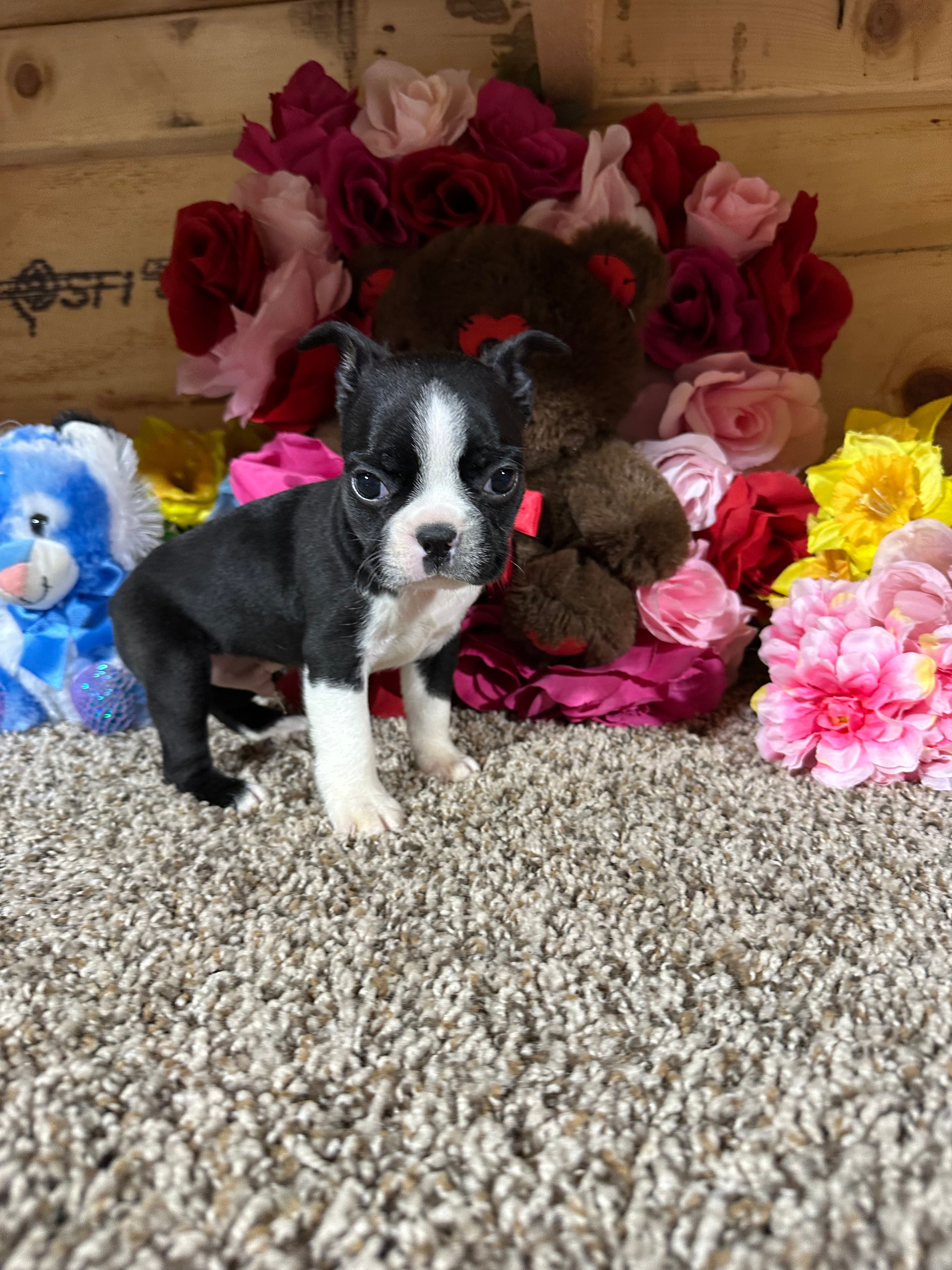 Jack – Boston Terrier puppy for sale in Cub Run, KY
