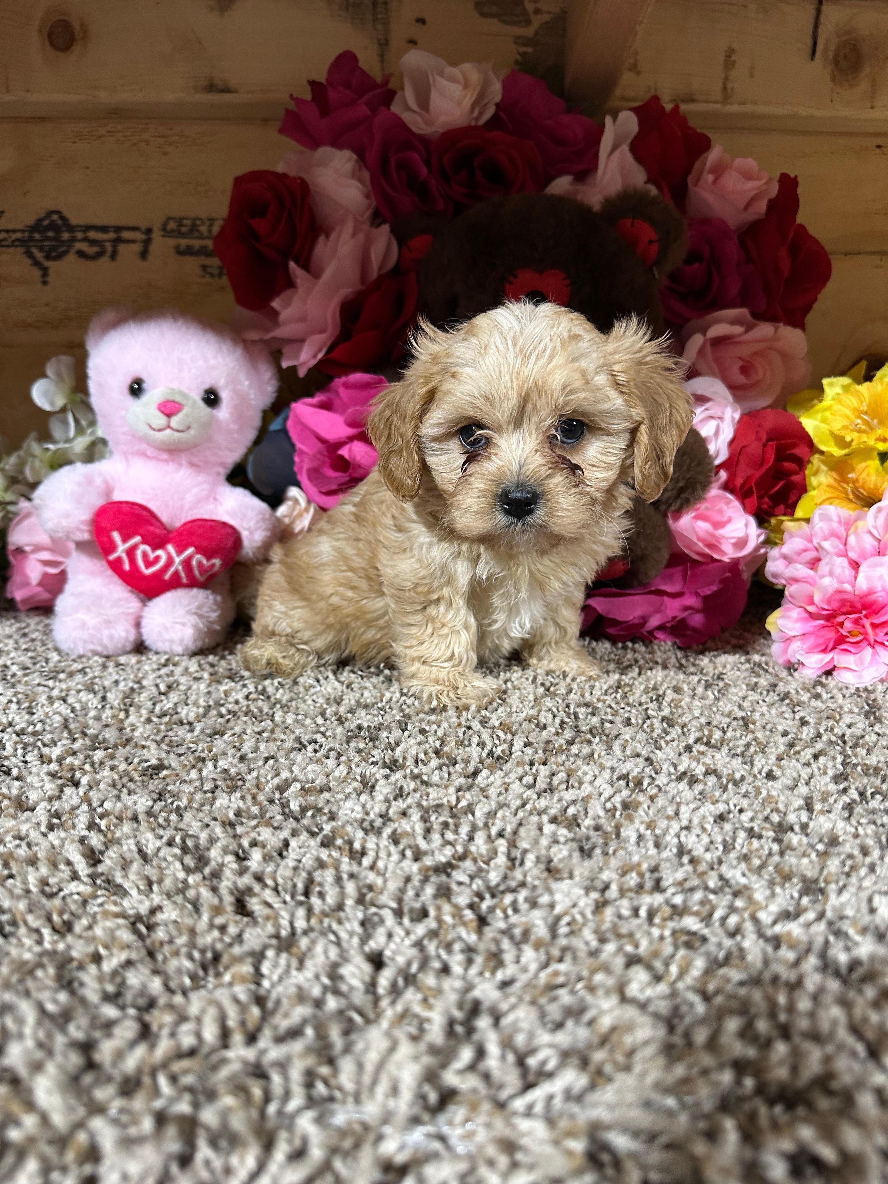 Jasimine – Cavapoo puppy for sale in Cub Run, KY