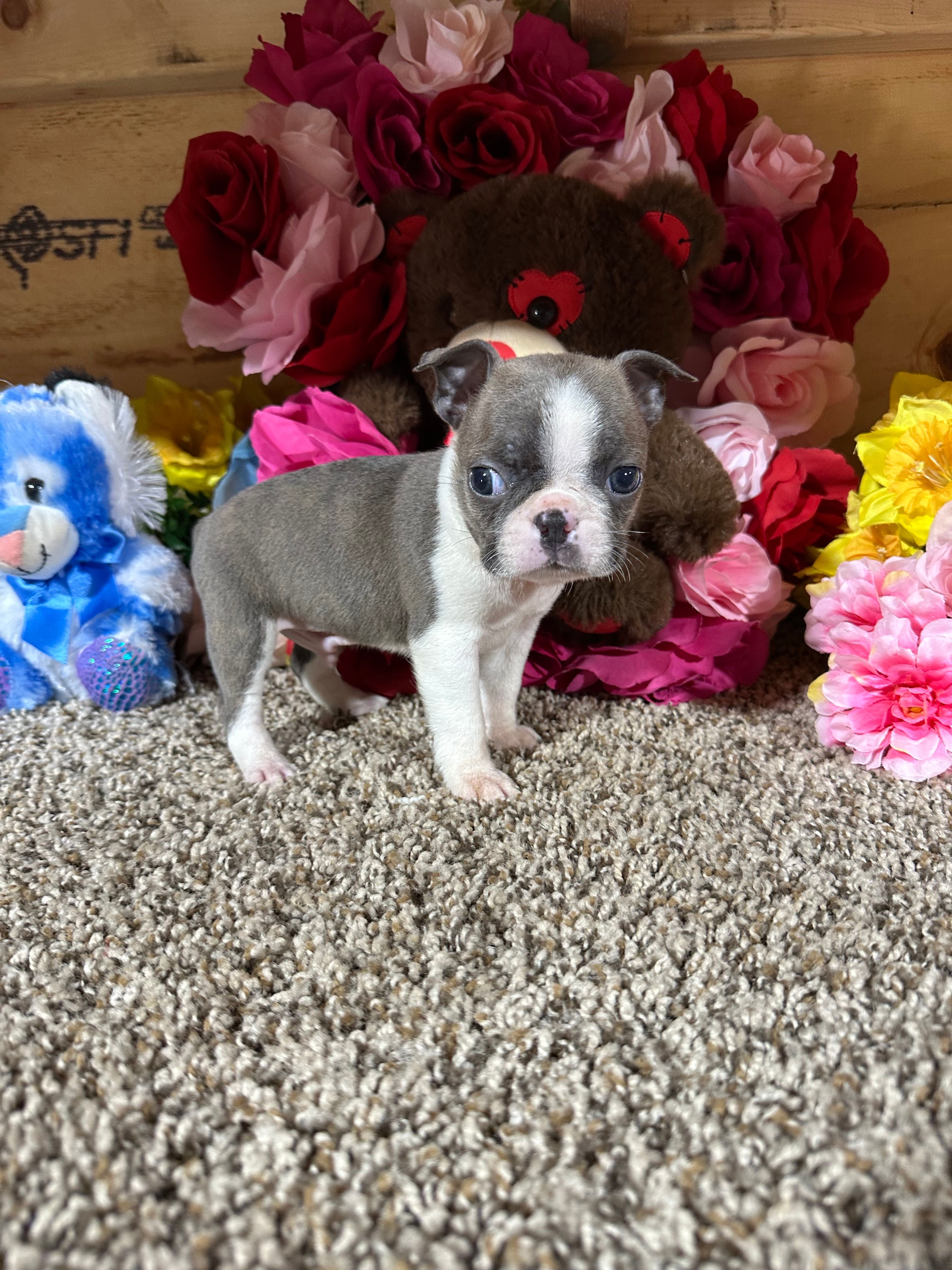 Leo – Boston Terrier puppy for sale in Cub Run, KY