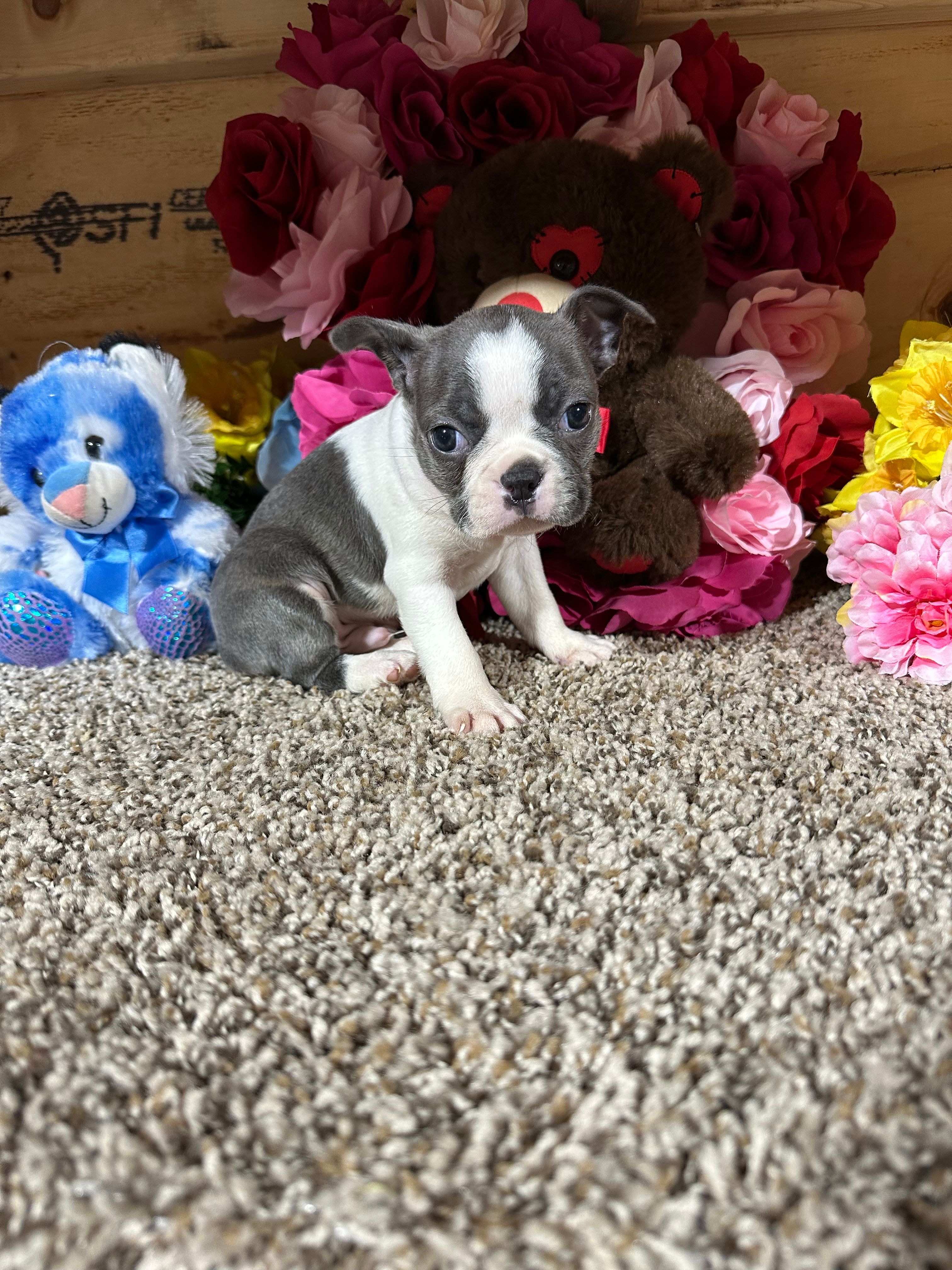 Dusty – Boston Terrier puppy for sale in Cub Run, KY
