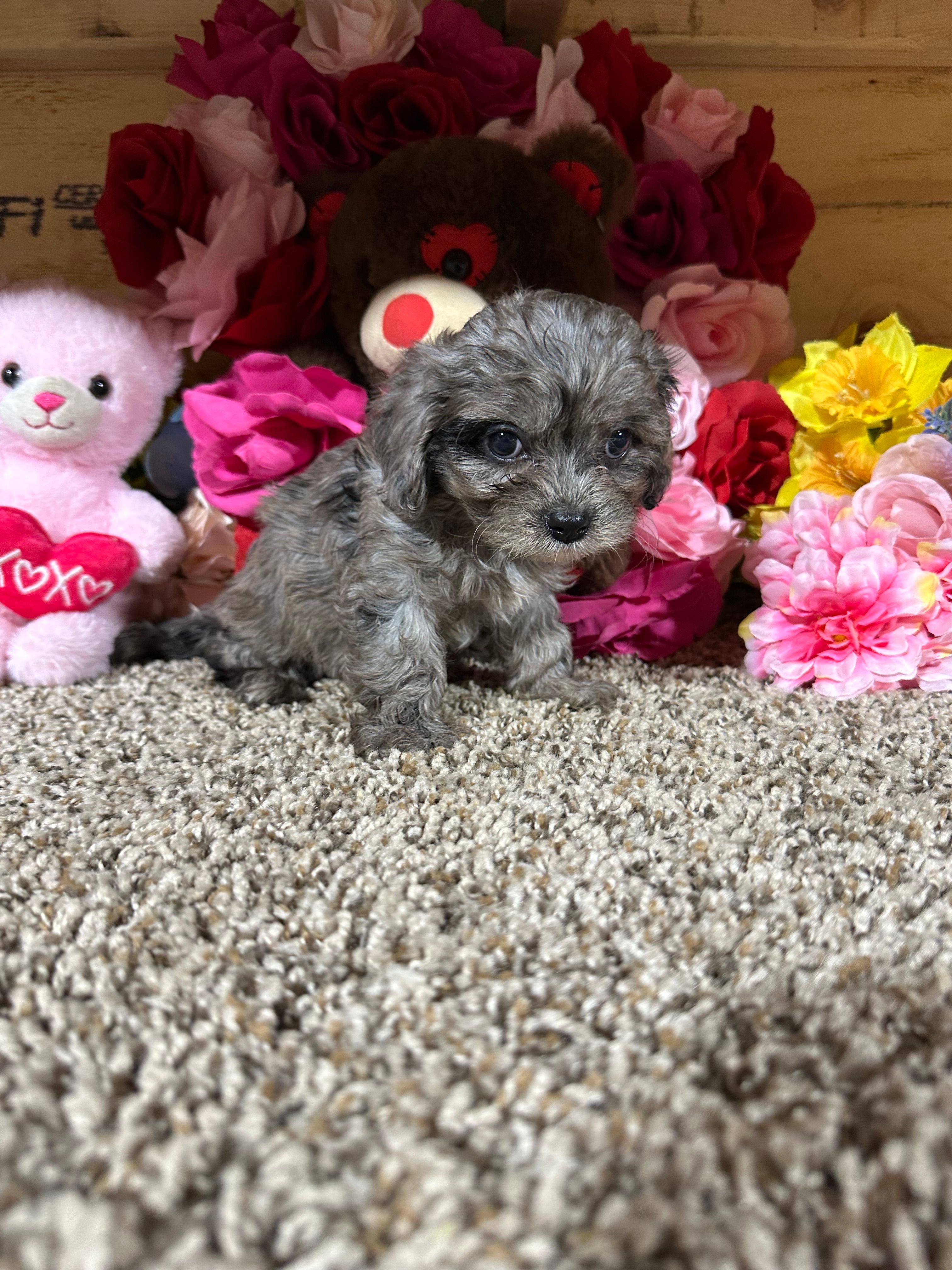 Loma Mae – Cavapoo puppy for sale in Cub Run, KY