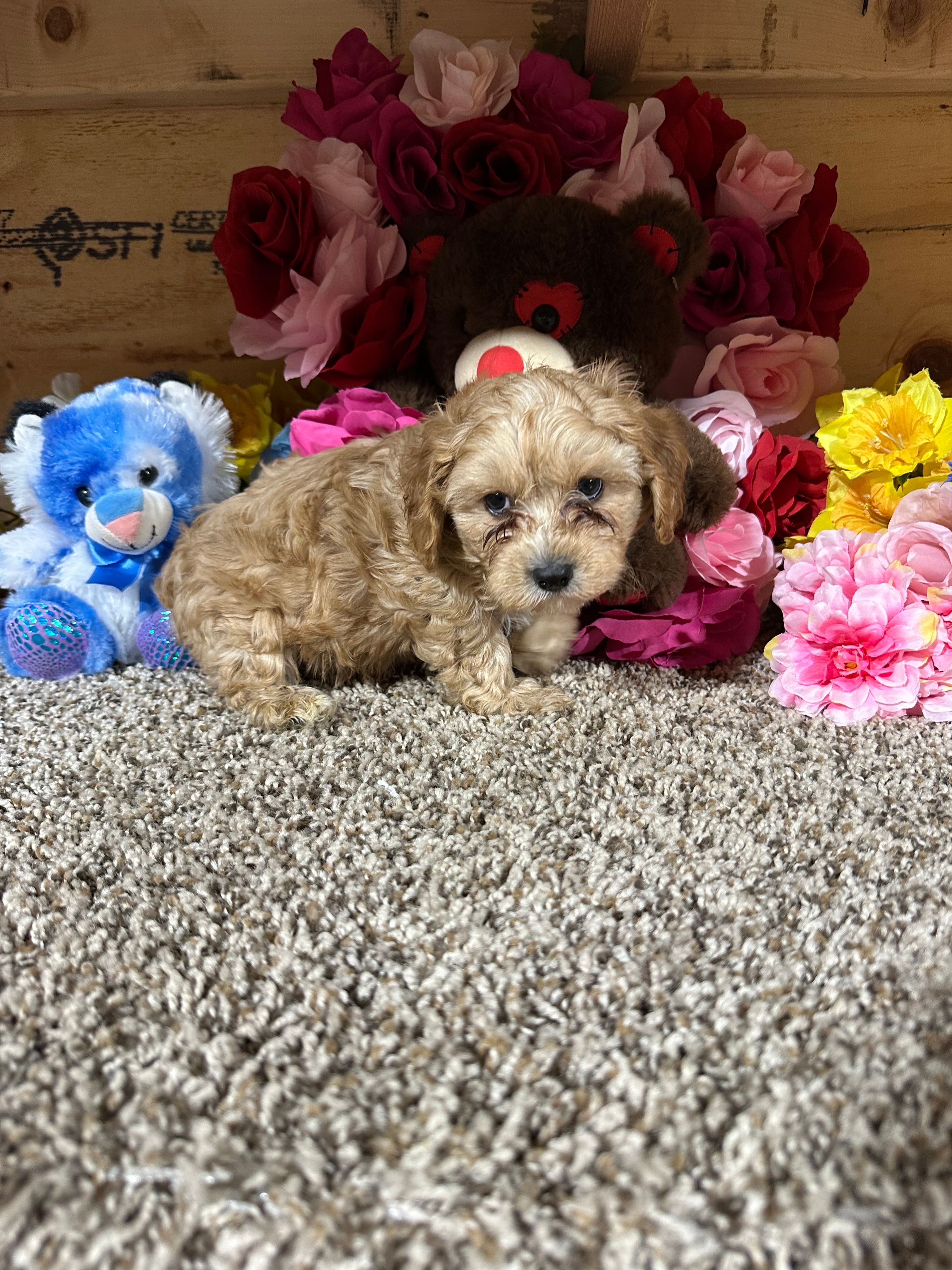 Justin – Cavapoo puppy for sale in Cub Run, KY