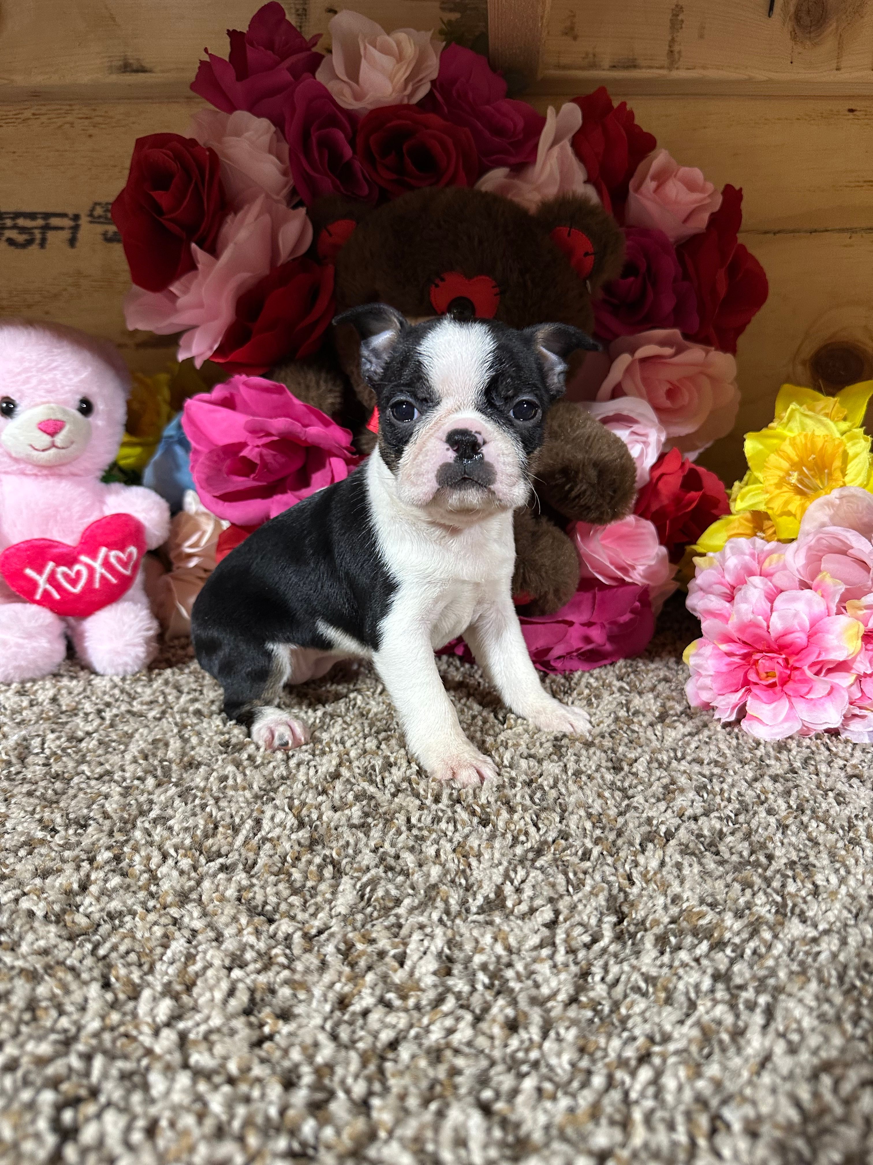 Lexus – Boston Terrier puppy for sale in Cub Run, KY