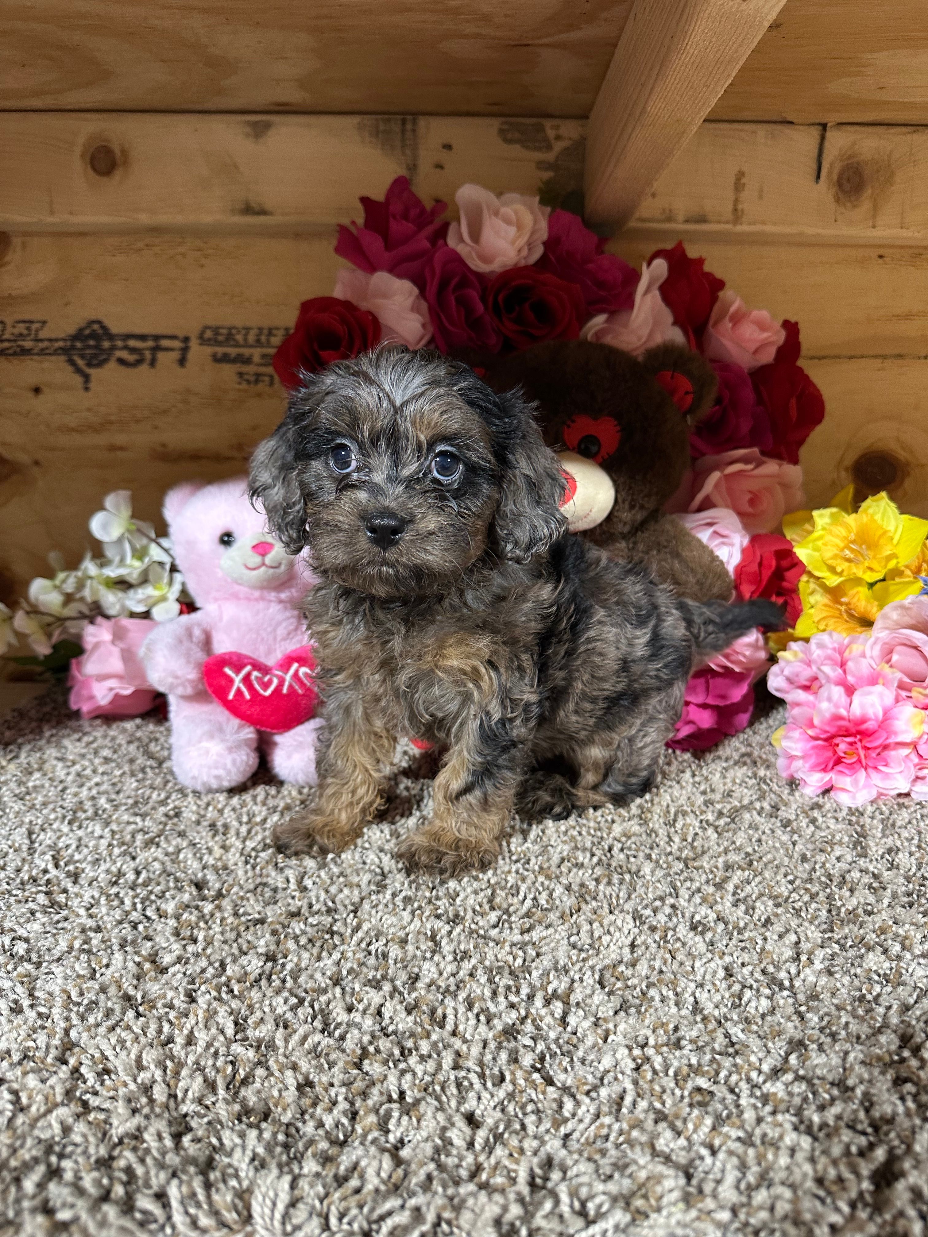 Gloria – Cavapoo puppy for sale in Cub Run, KY