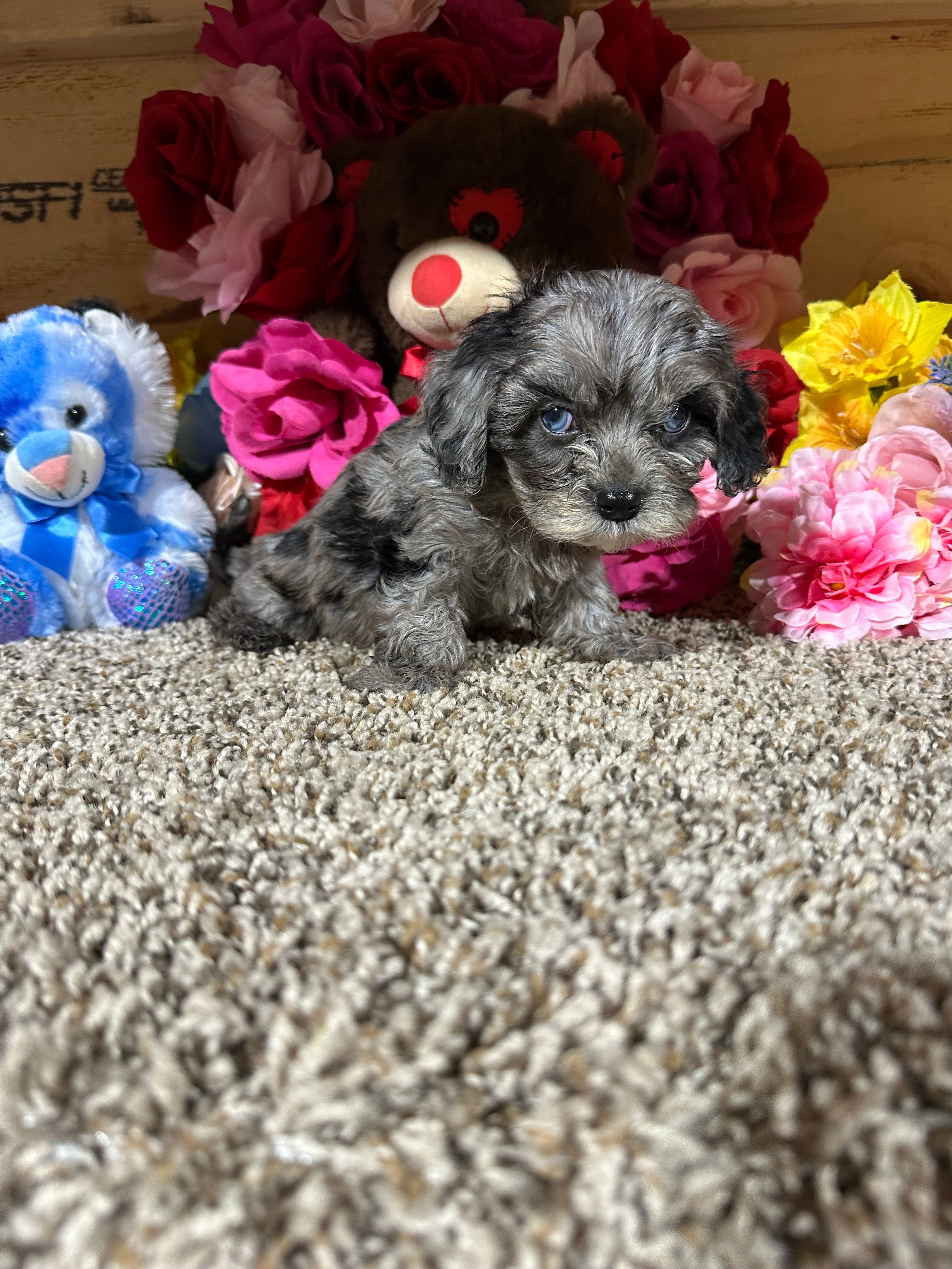 Coy – Cavapoo puppy for sale in Cub Run, KY