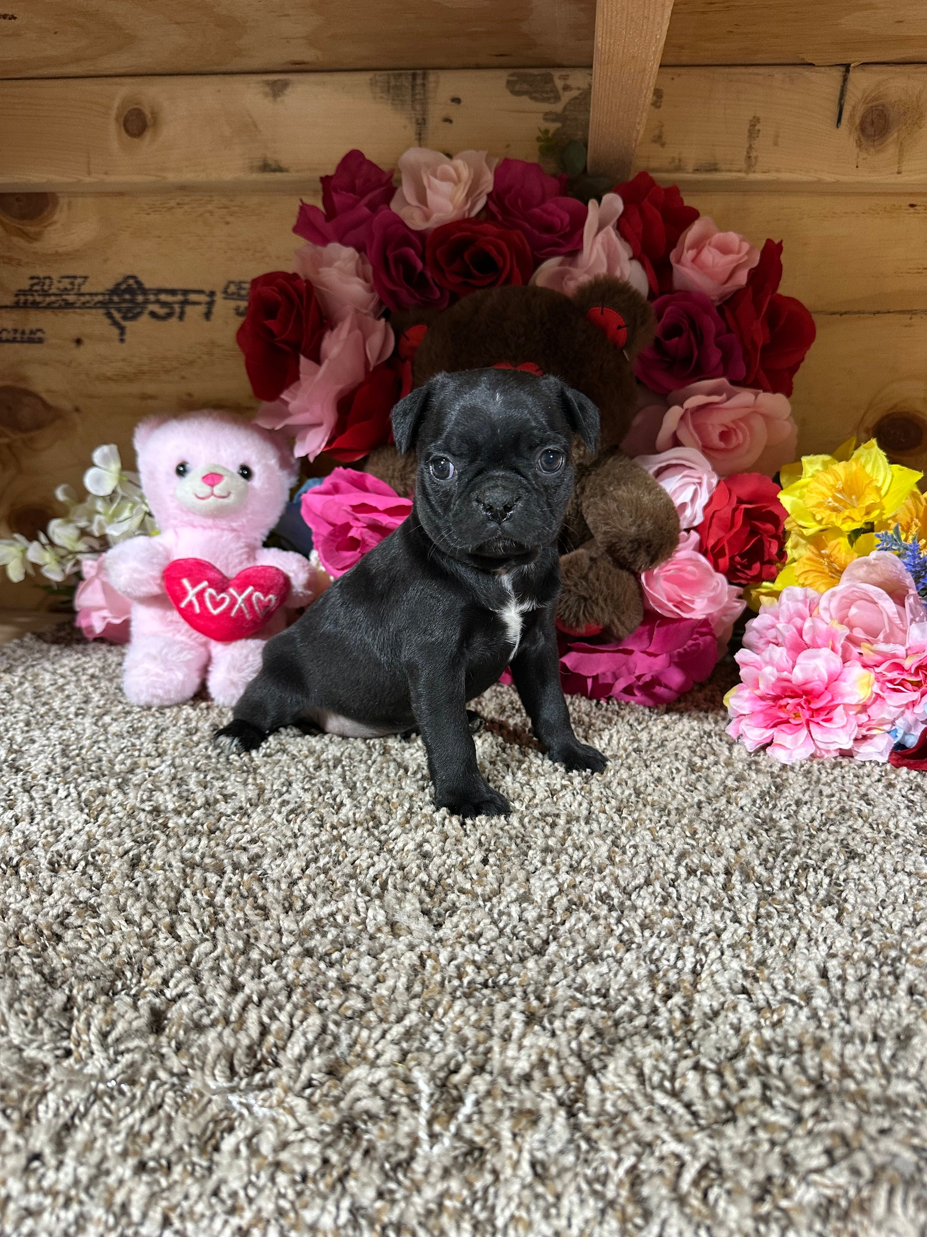 Princess  – Boston Terrier, Pug puppy for sale in Cub Run, KY