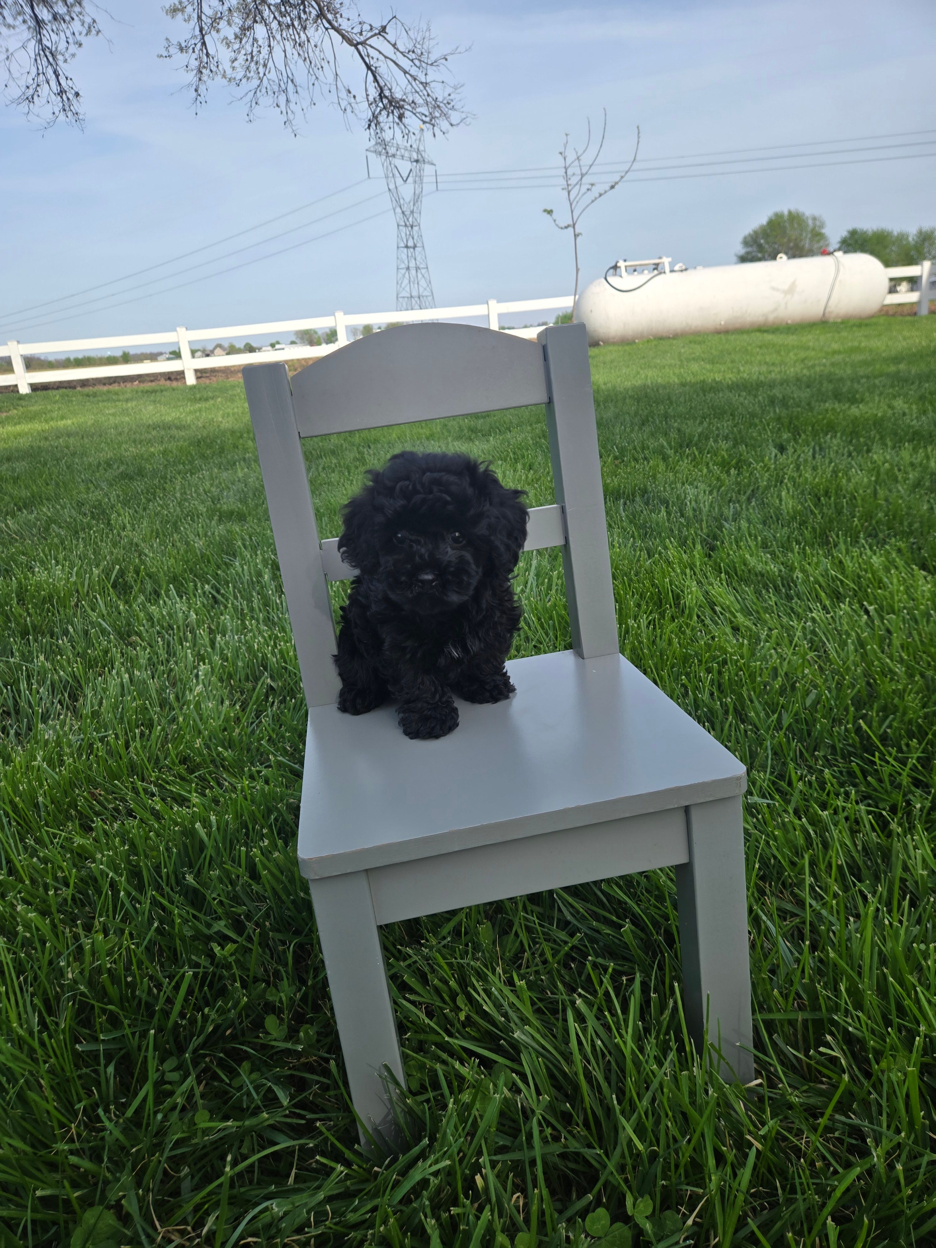 Ruby – Poodle - Toy  puppy for sale in Montgomery, IN