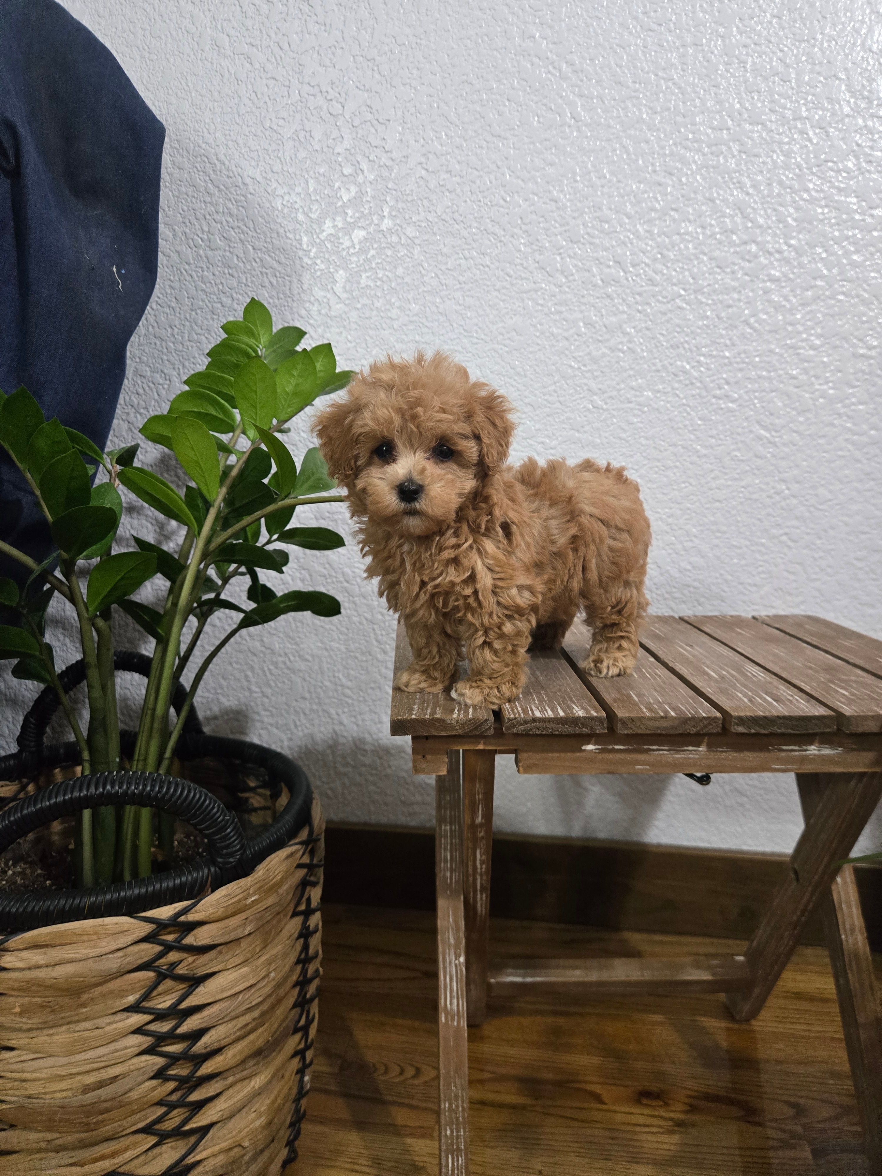 Rudy  – Poodle - Toy  puppy for sale in Montgomery, IN