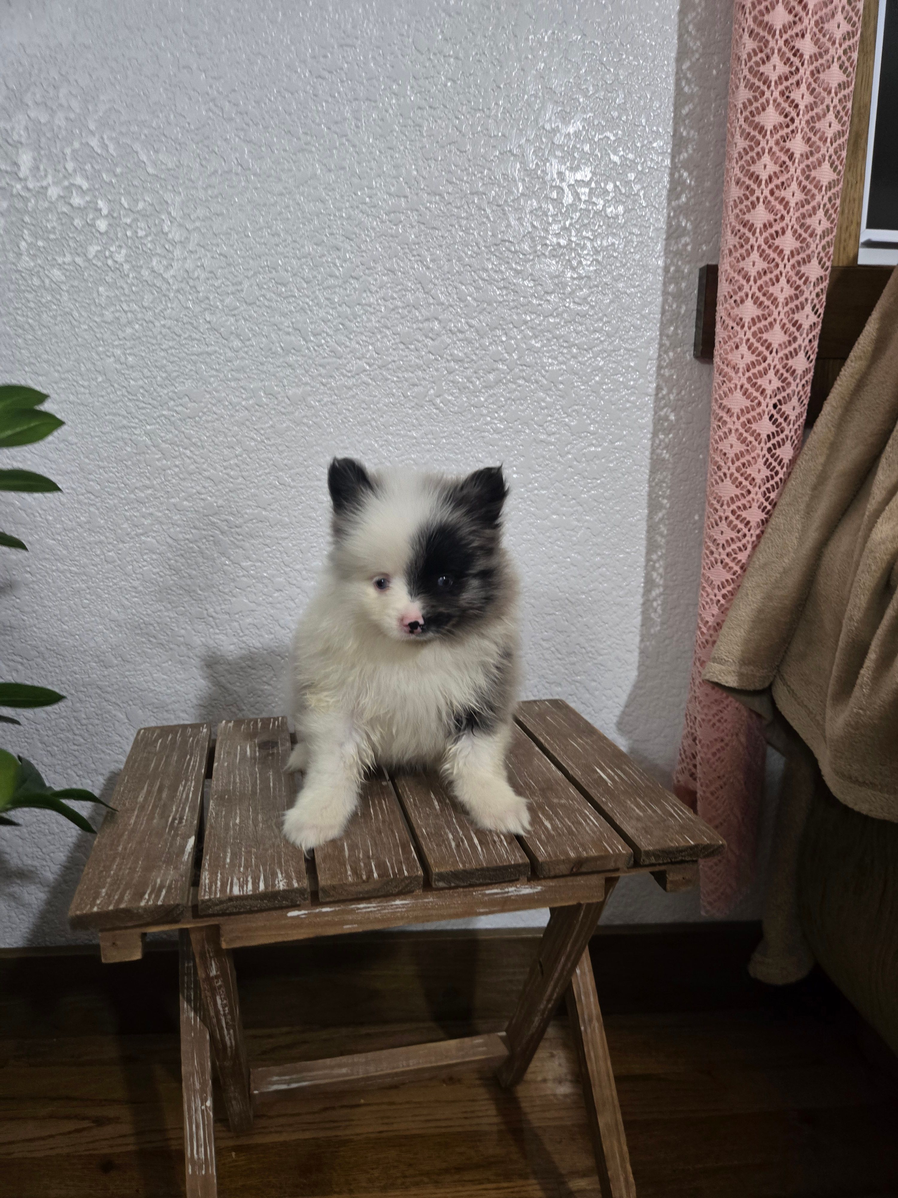 Precious  – Pomeranian puppy for sale in Montgomery, IN