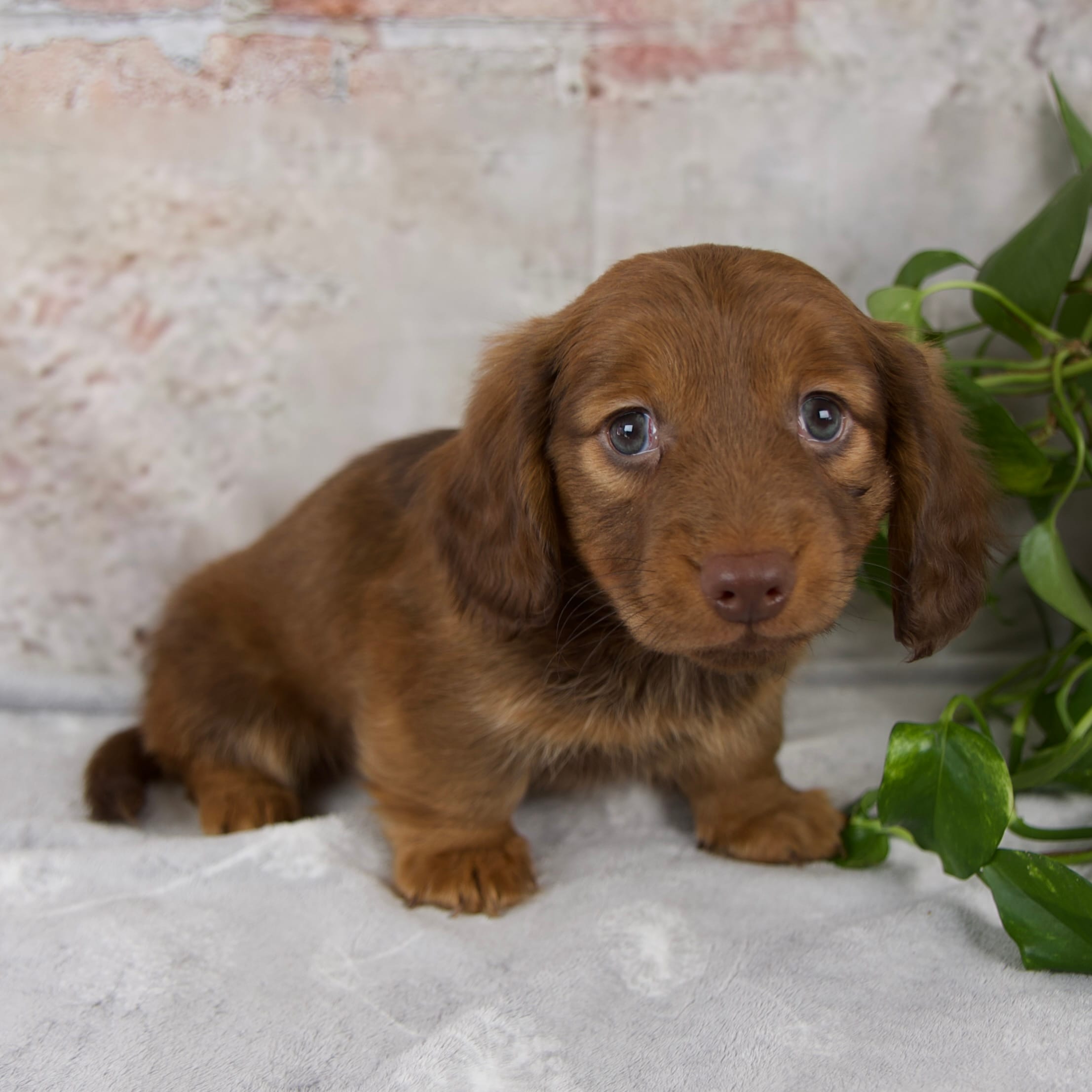 Otis – Miniature Dachshund puppy for sale in Fresno, OH