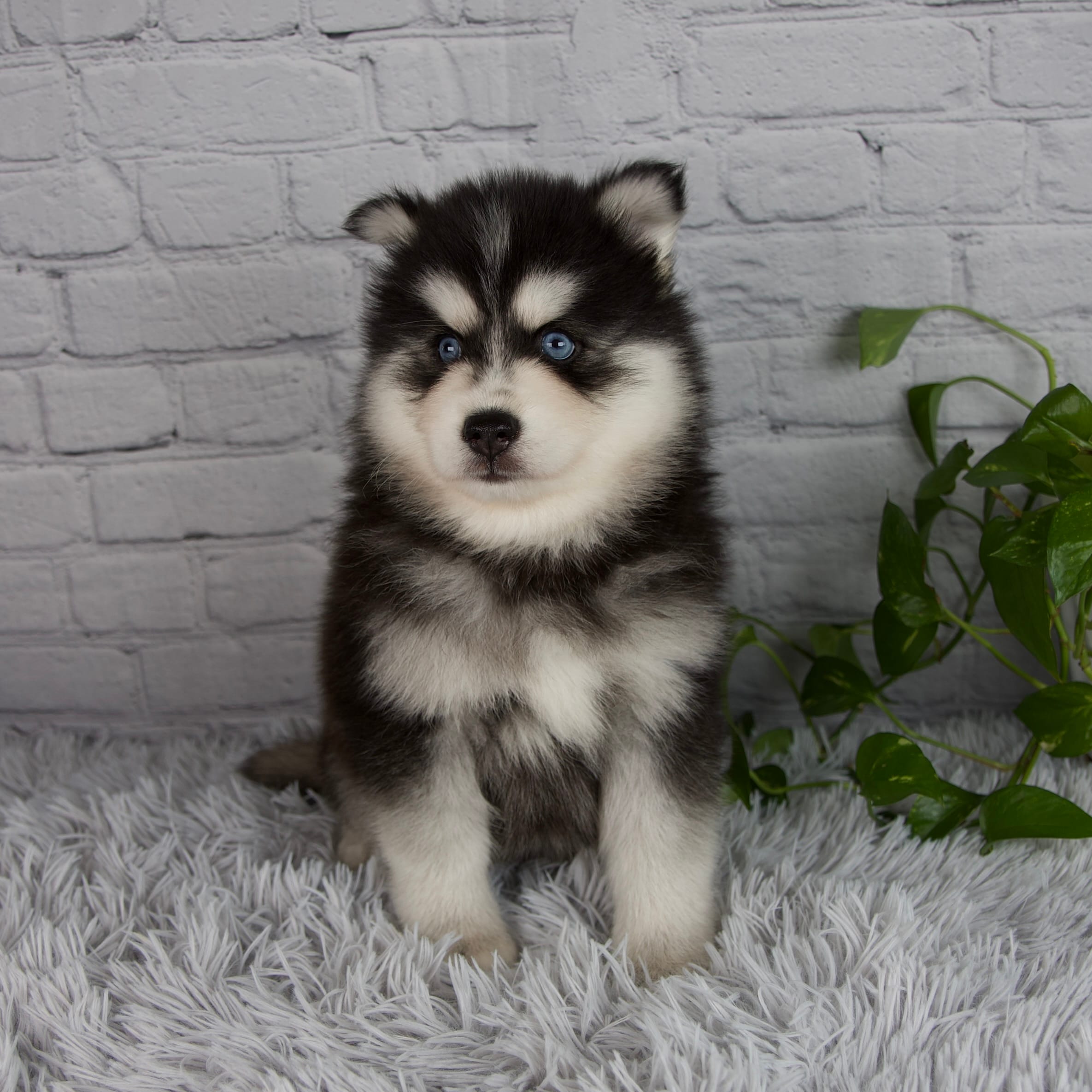 Tucker – Pomsky puppy for sale in Fresno, OH