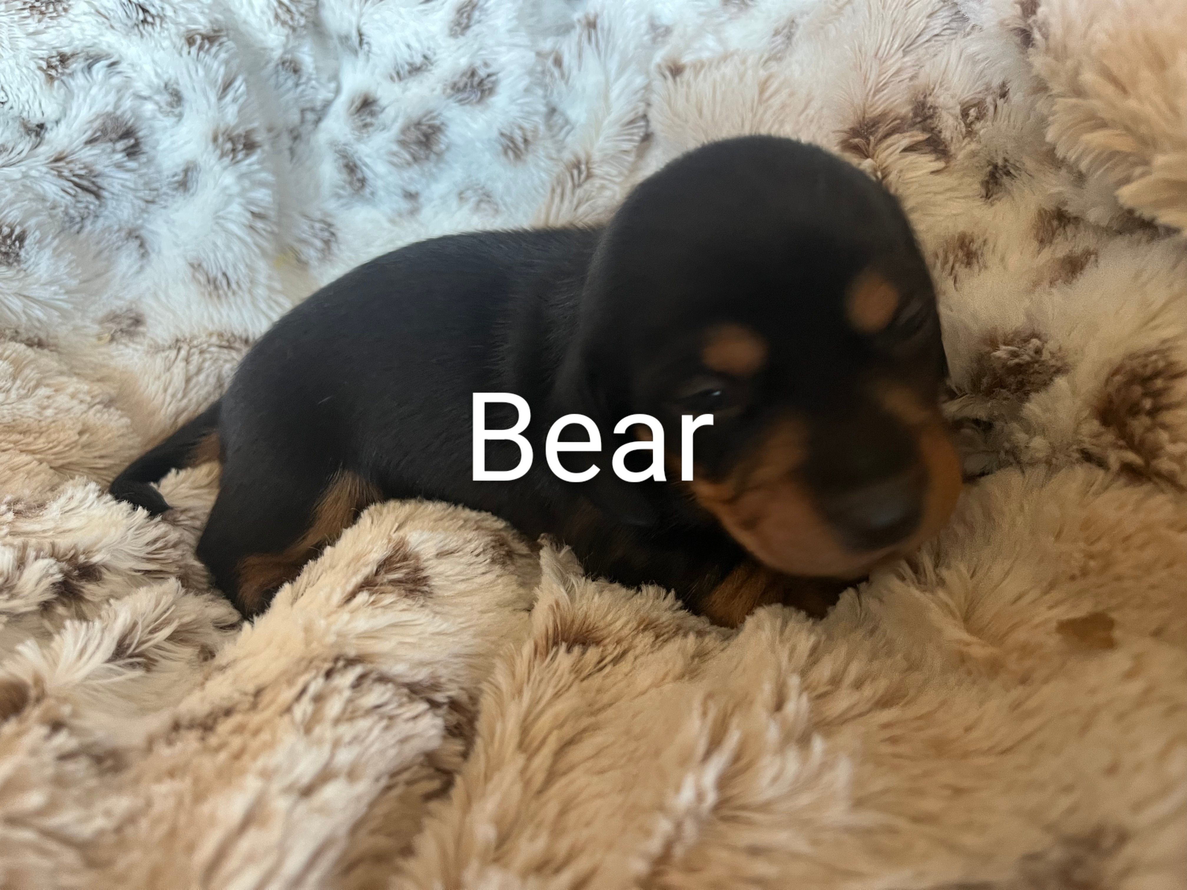 Bear  – Miniature Dachshund puppy for sale in Sibley, MO