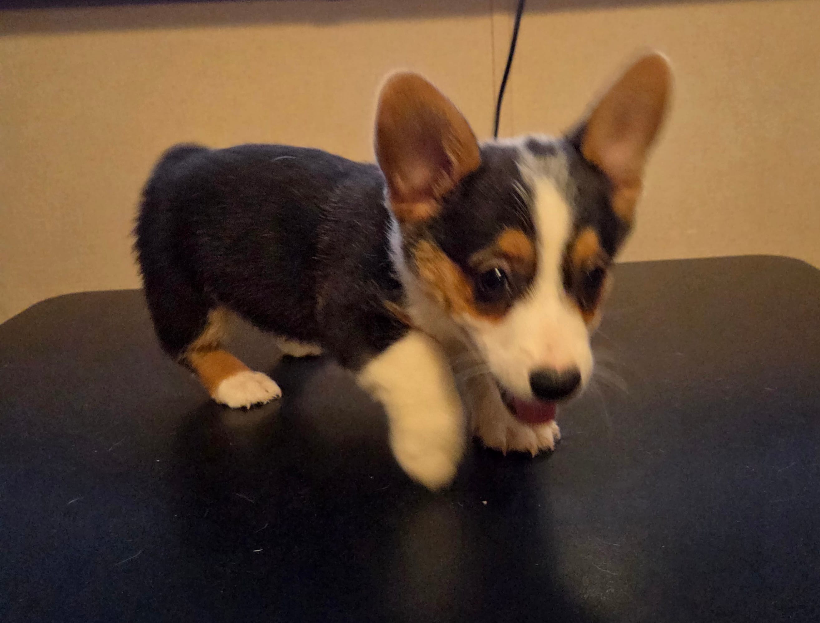 Boy – Pembroke Welsh Corgi puppy for sale in Vancleave, MS