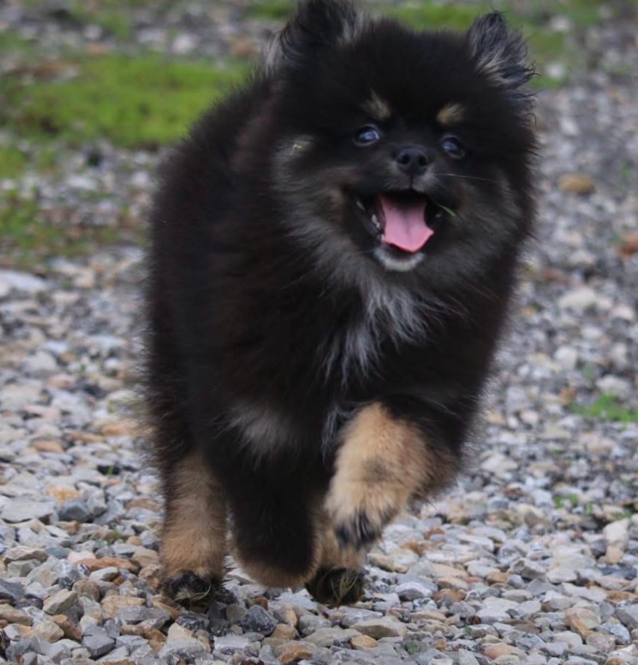 Lovey  – Pomsky puppy for sale in Lancaster, OH