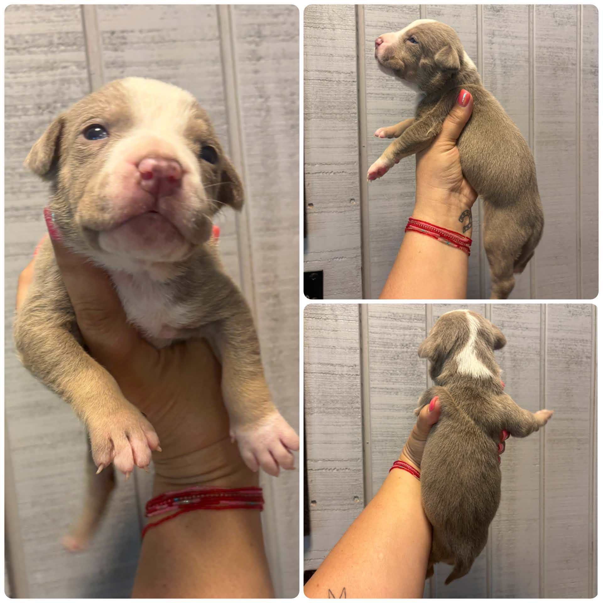 Lily – American Bully puppy for sale in Homer, GA