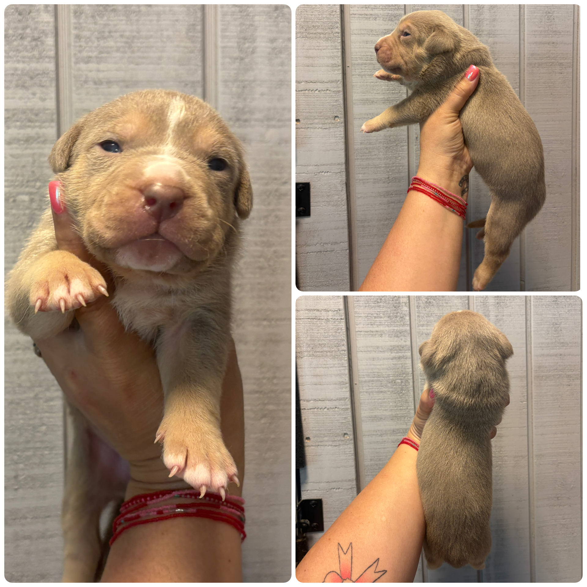Zoey – American Bully puppy for sale in Homer, GA