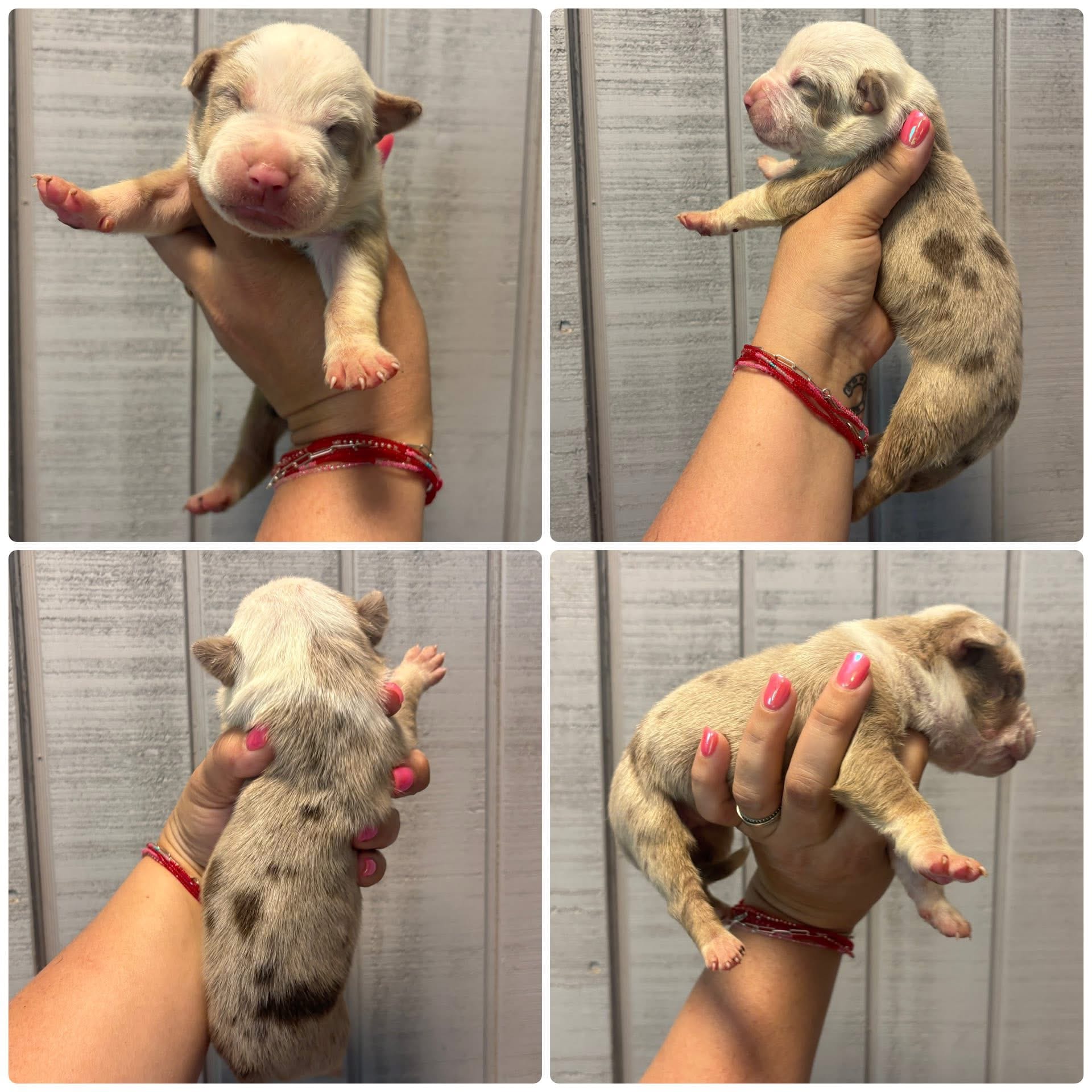 Cookie  – American Bully puppy for sale in Homer, GA