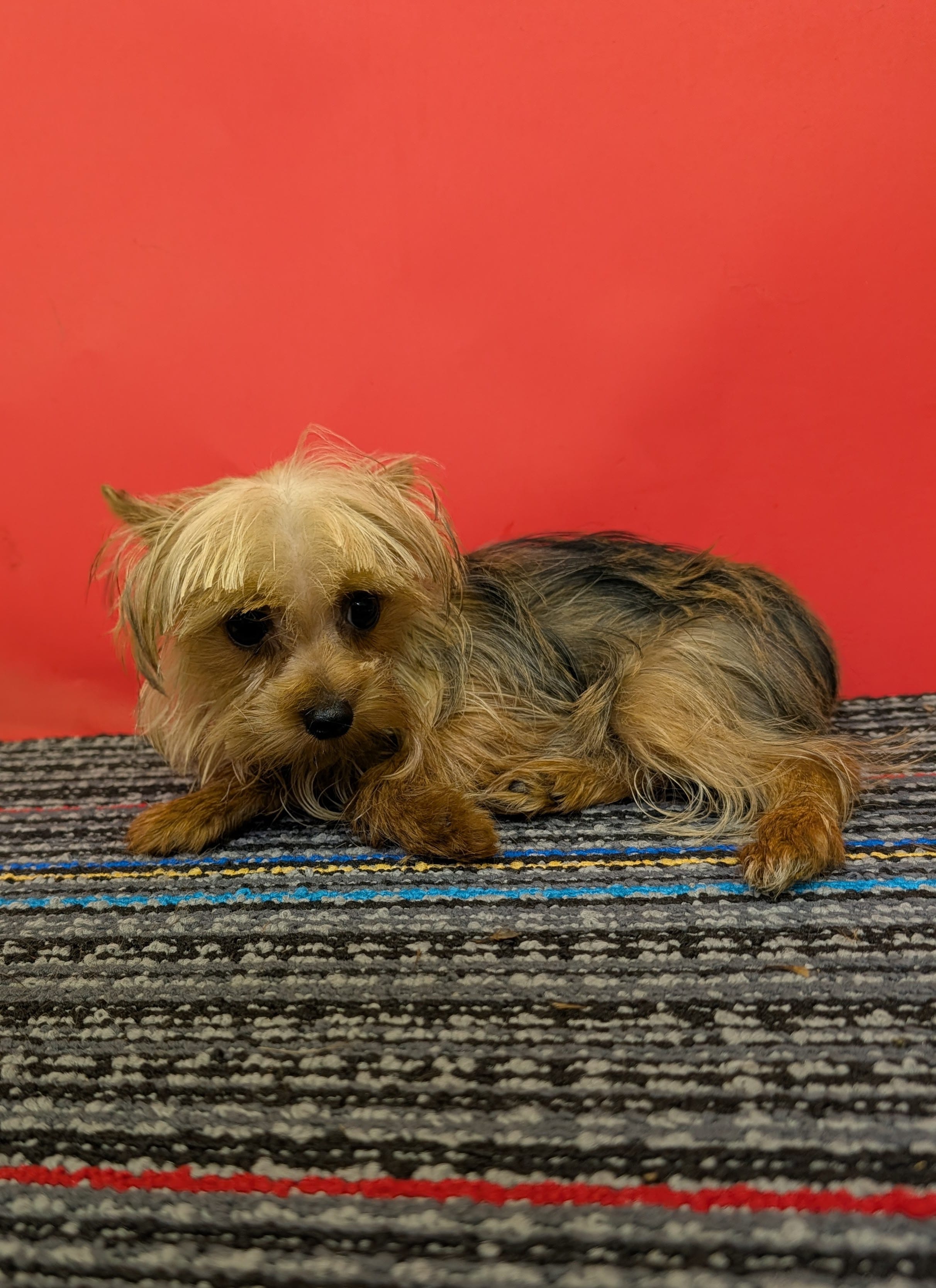 CKC Sable Male – Yorkshire Terrier puppy for sale in Hephzibah, GA
