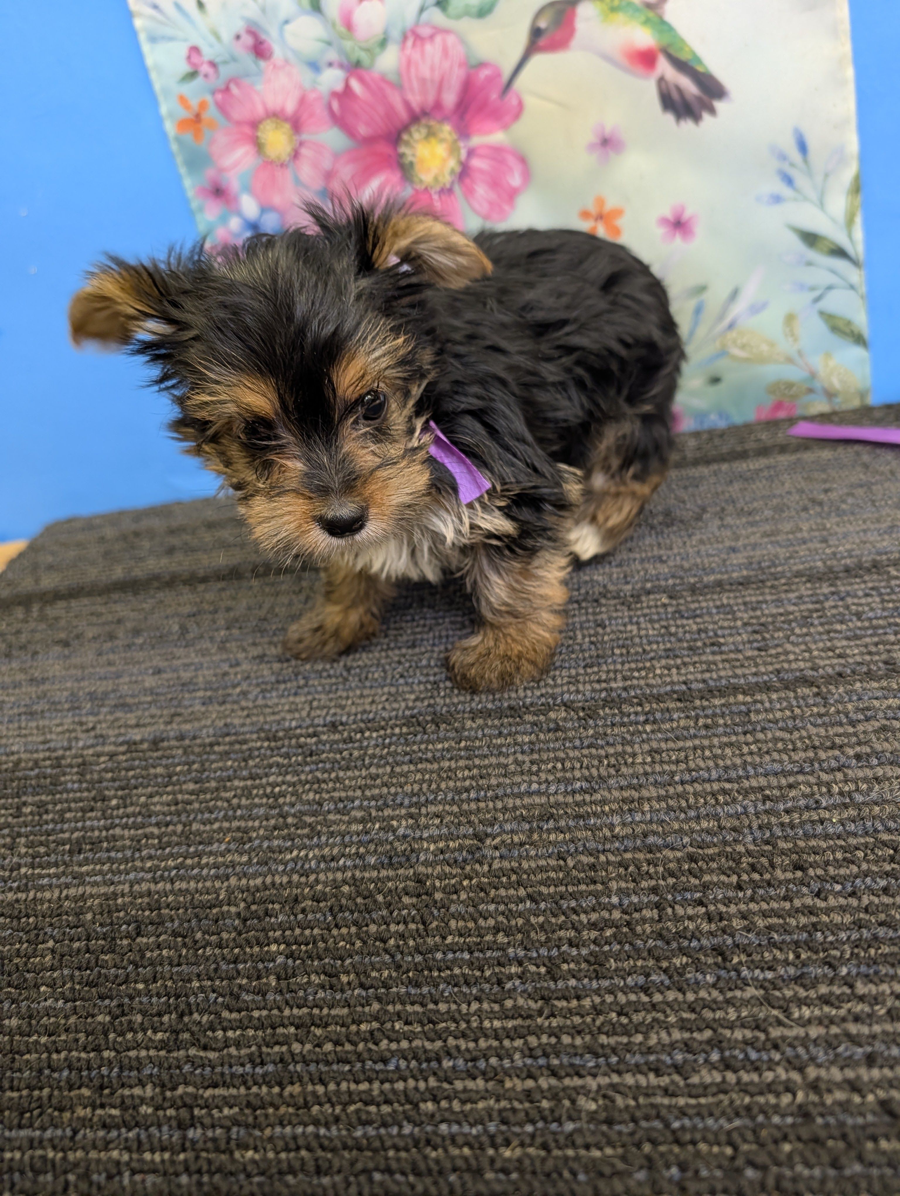 AKC female  (purple ribbon) – Yorkshire Terrier puppy for sale in Hephzibah, GA