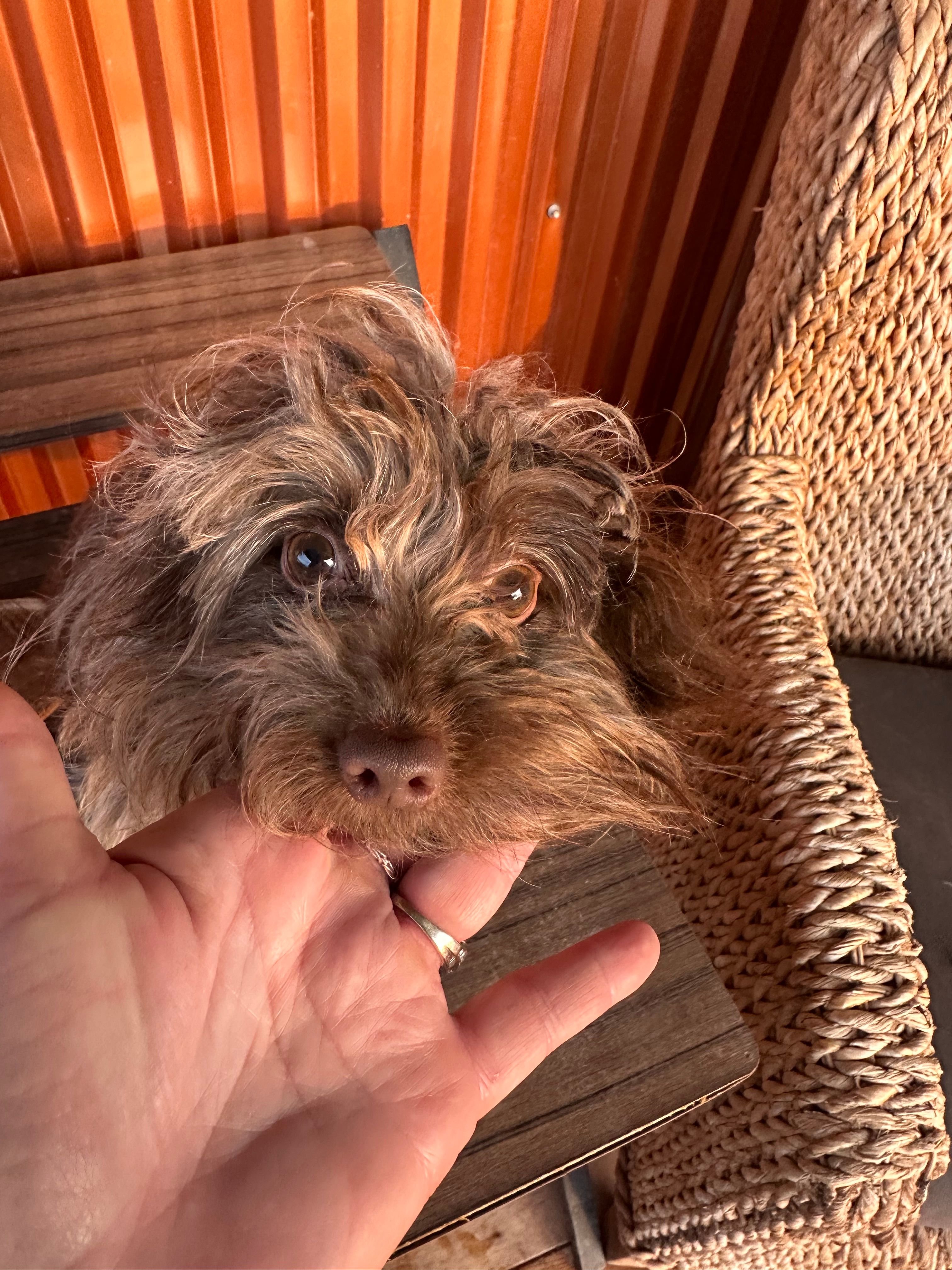Cassidy – Yorkshire Terrier, Chiweenie puppy for sale in Holbrook, AZ