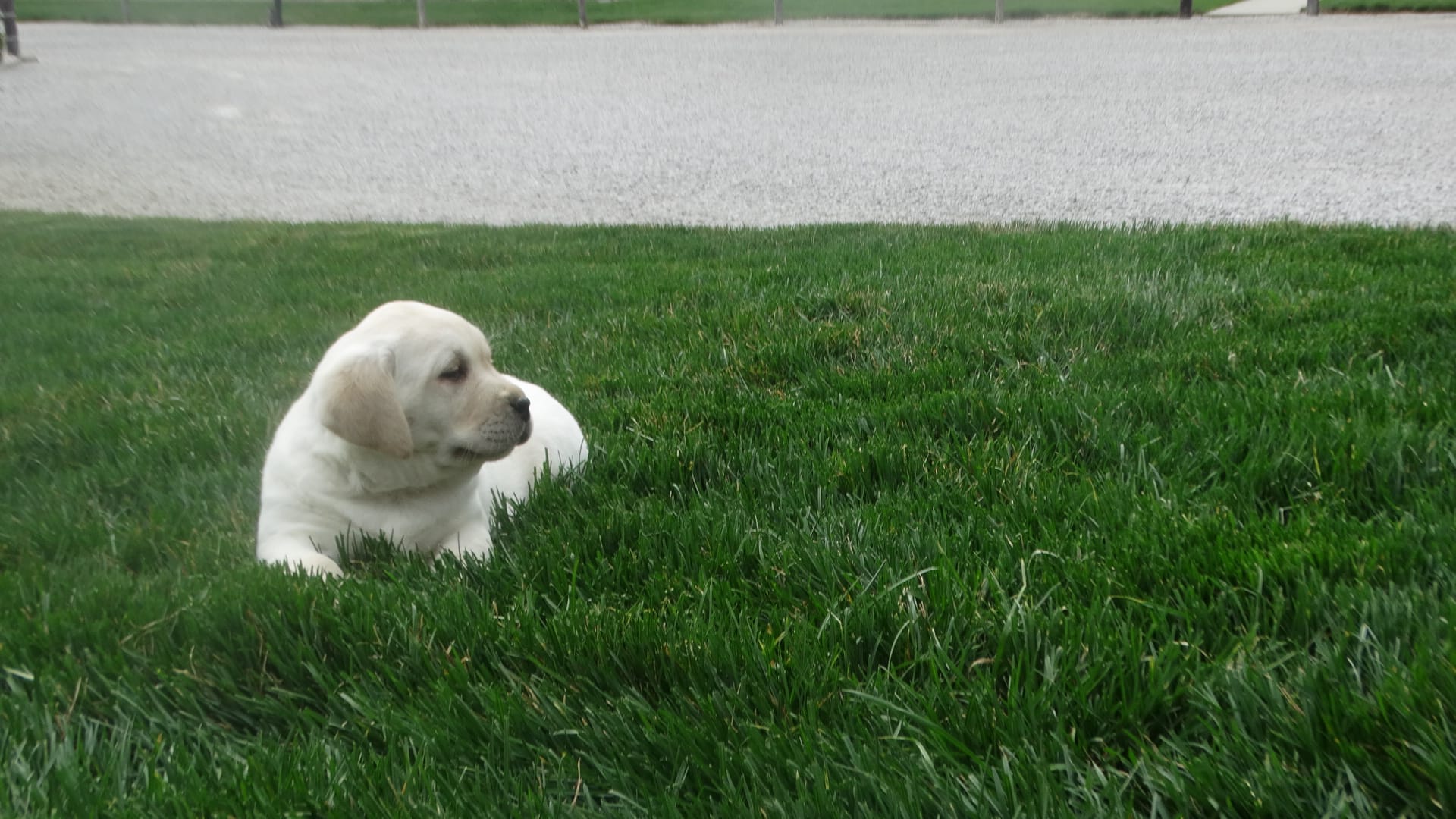 Faith  – Labrador Retriever puppy for sale in Grabill, IN