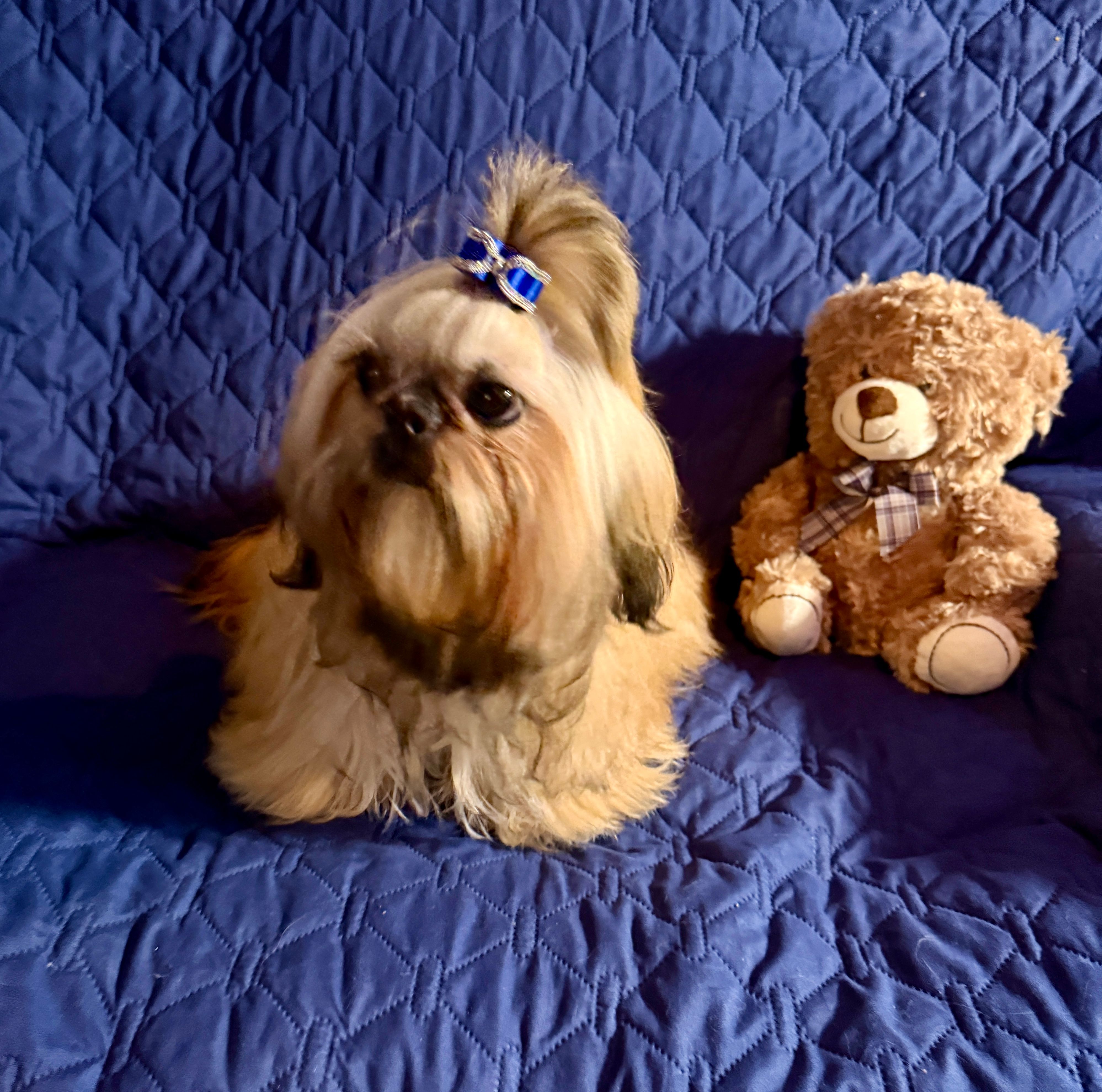Colt – Shih Tzu puppy for sale in Redding, CA