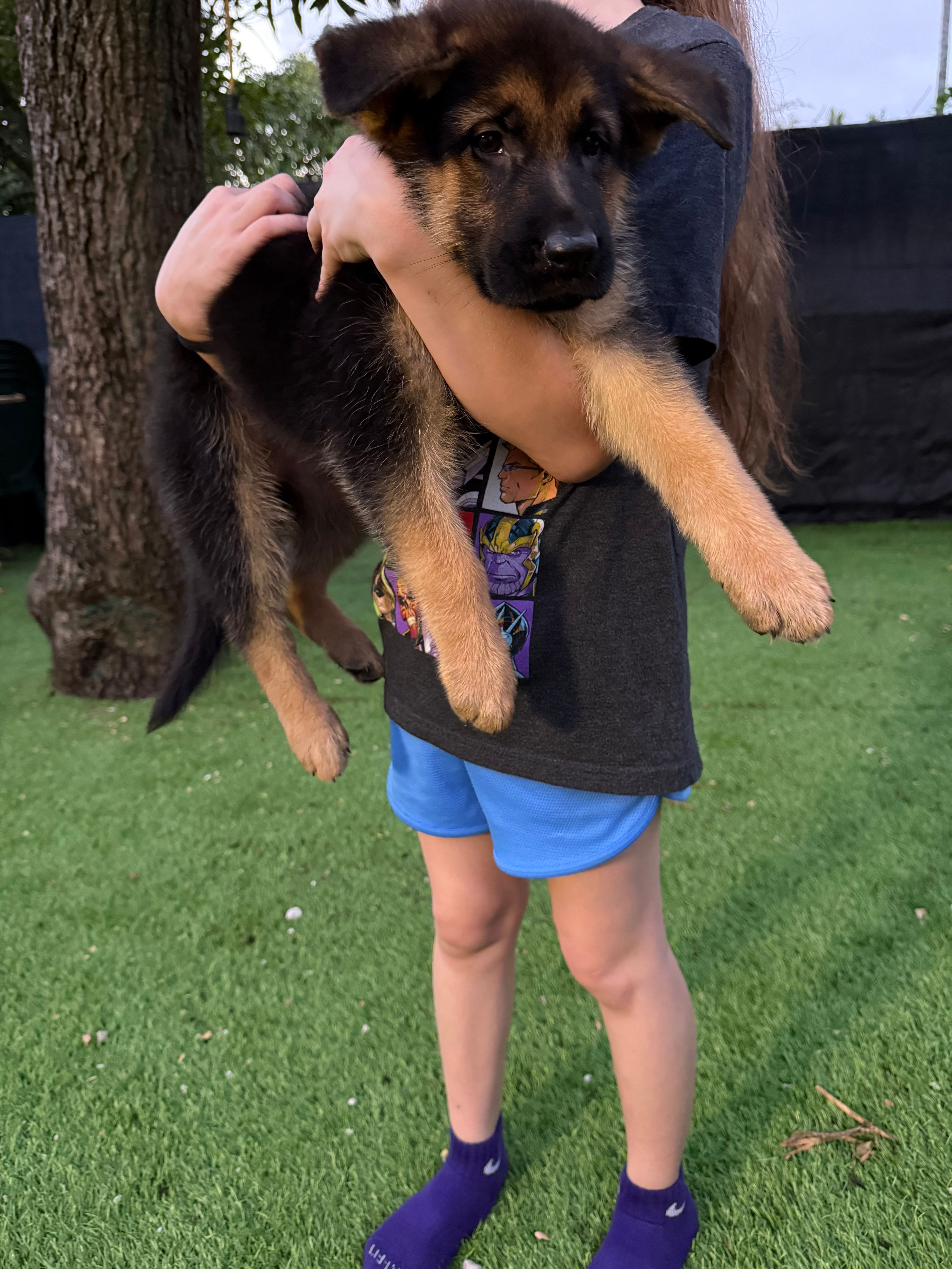 Sandy – German Shepherd Dog puppy for sale in Miami, FL
