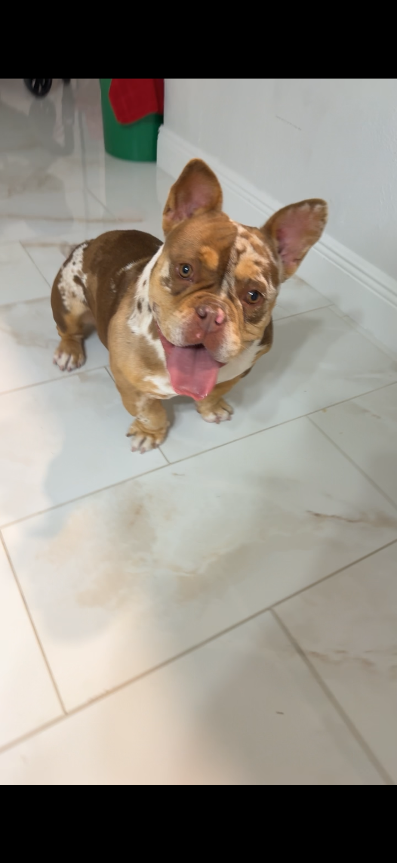 NALA – American Bully puppy for sale in Bonita Springs, FL