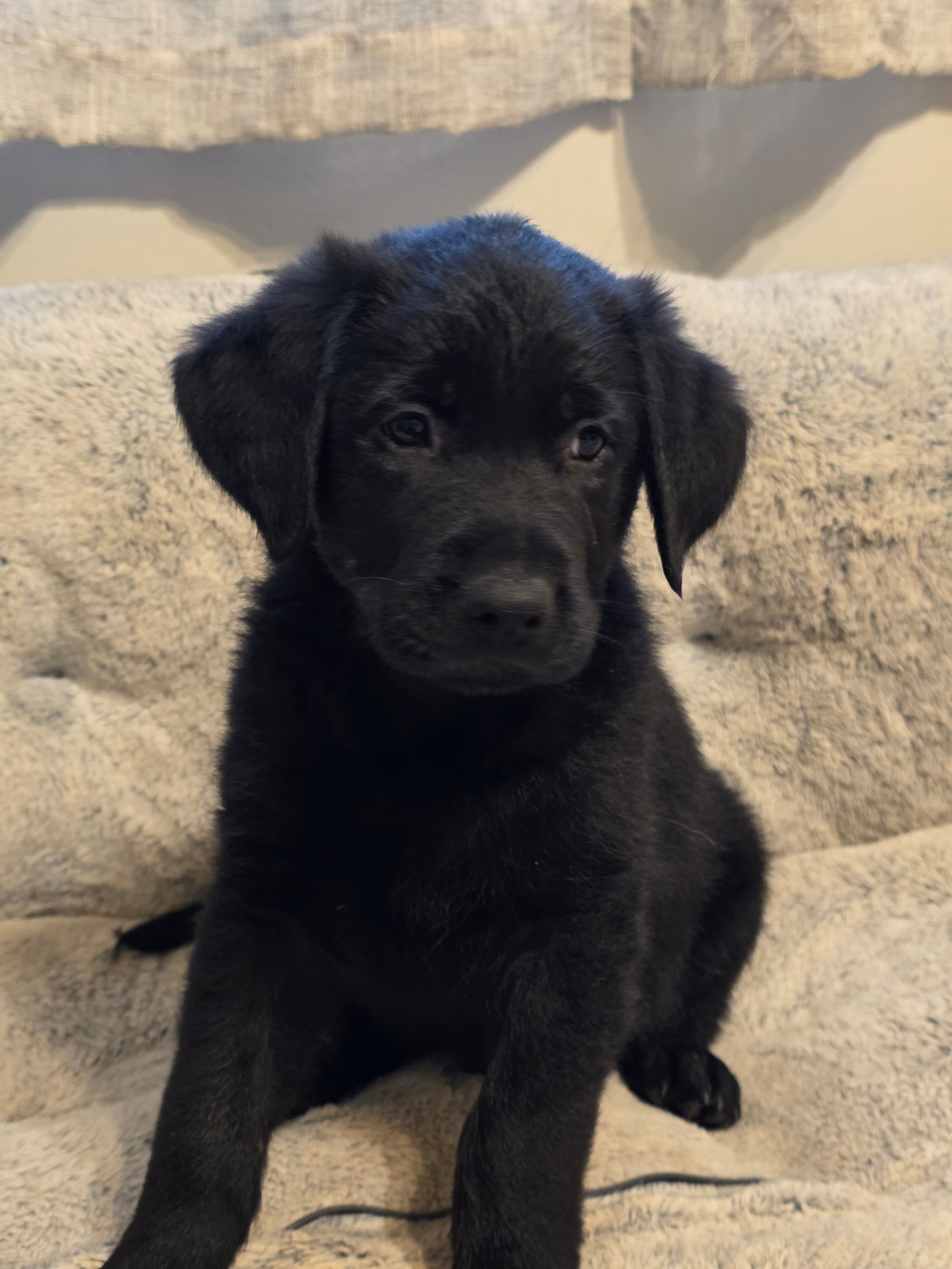 Blue boy  – German Shepherd Dog, Golden Retriever puppy for sale in Elsmere, KY