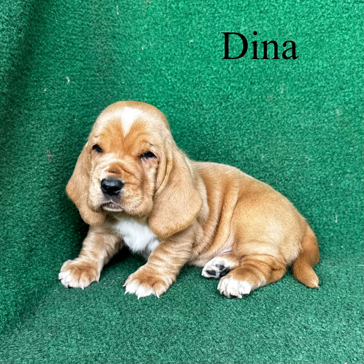 Dina