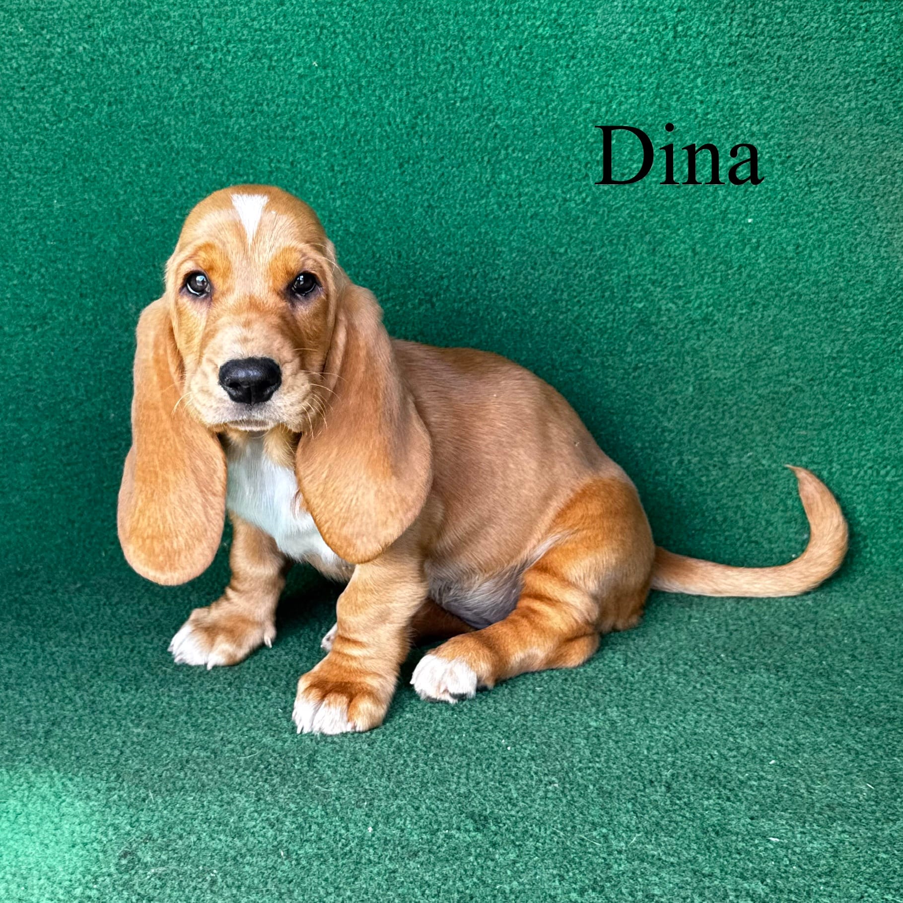 Dina – Basset Hound puppy for sale in Nicholls, GA