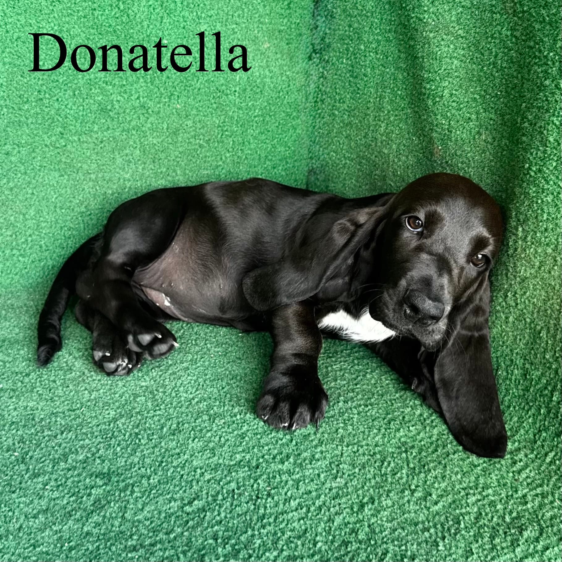 Donatella – Basset Hound puppy for sale in Nicholls, GA