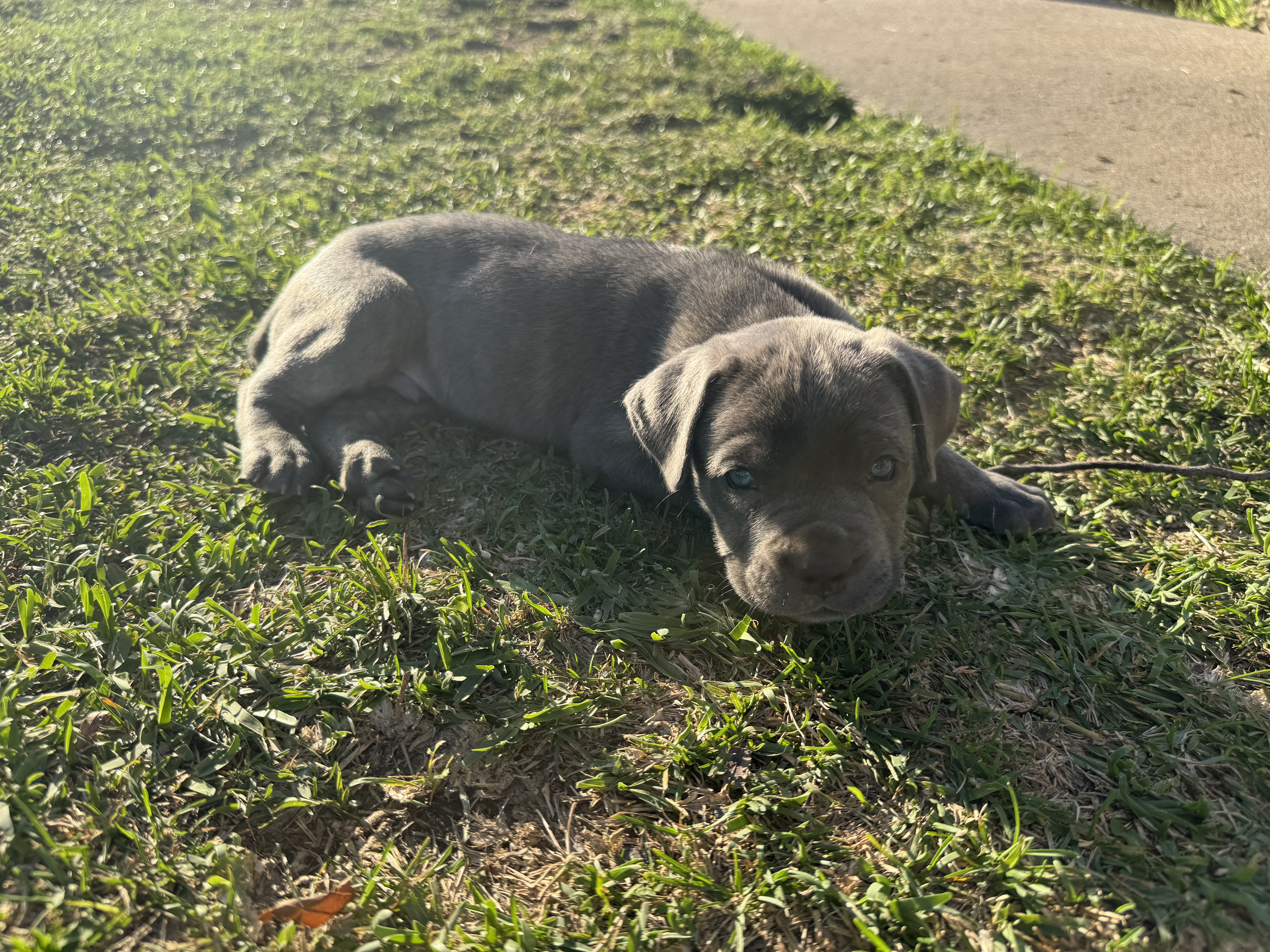 Bob – Cane Corso puppy for sale in West Covina, CA