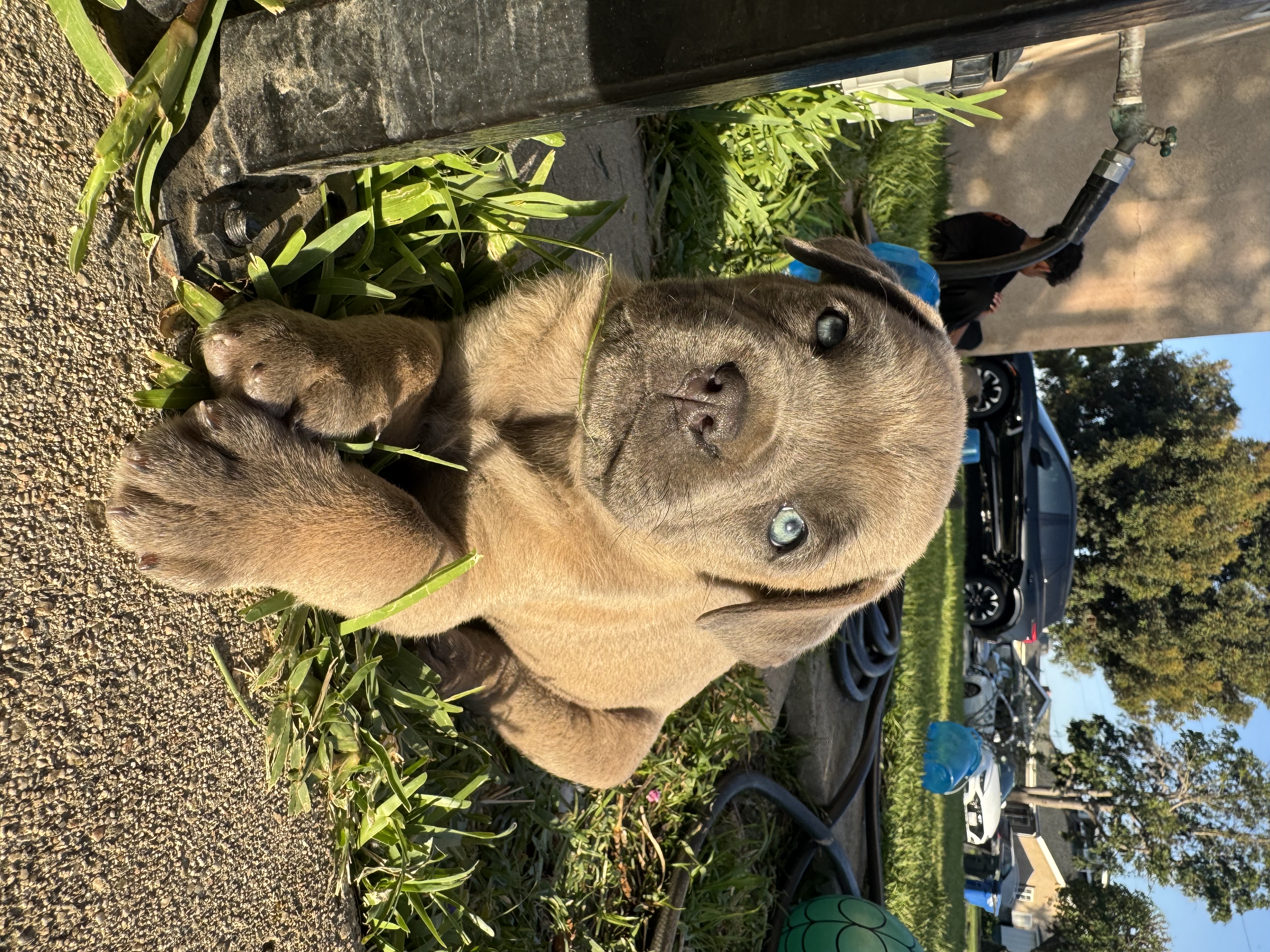 Bertha – Cane Corso puppy for sale in West Covina, CA