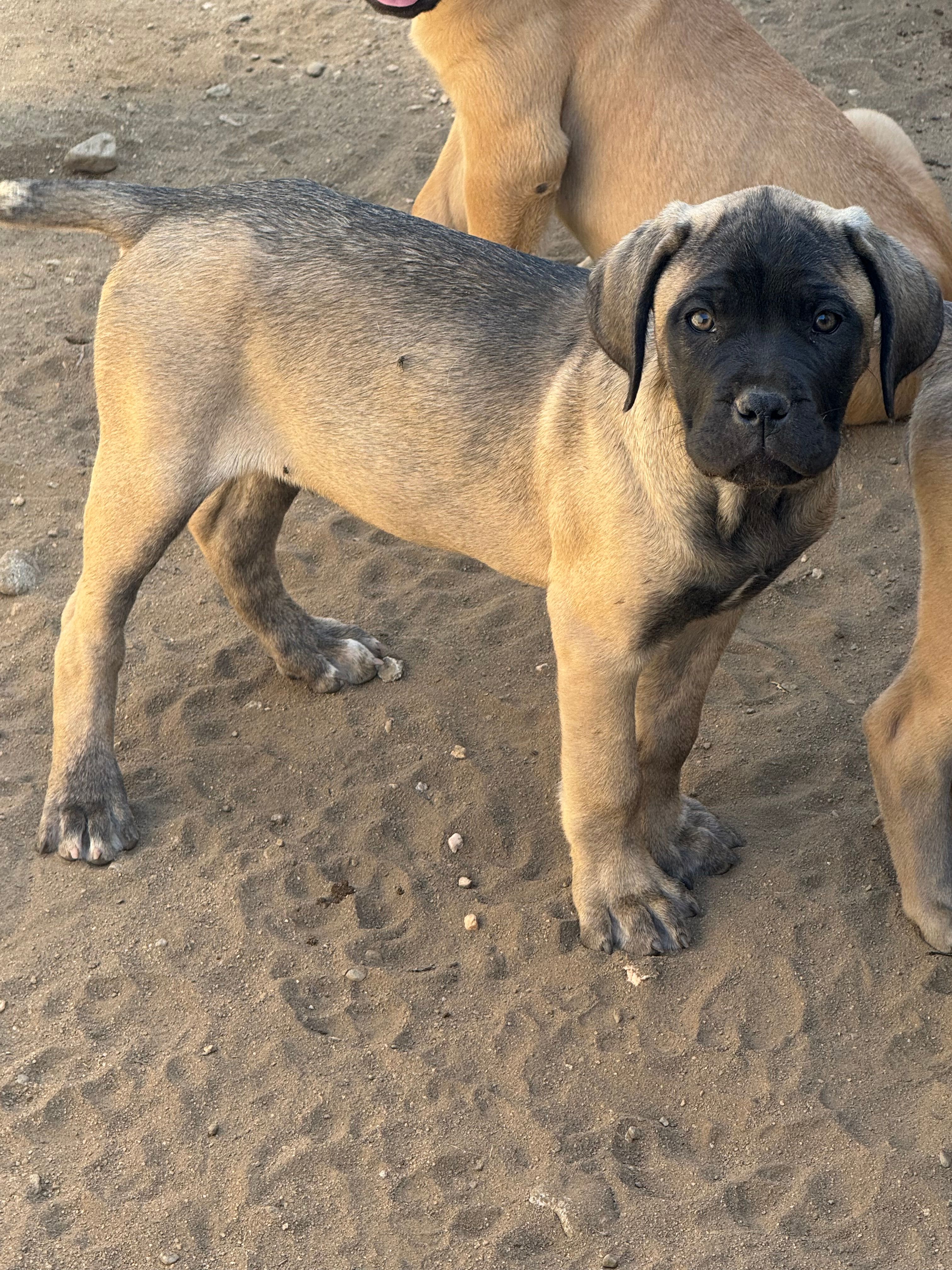 Arnie – Cane Corso puppy for sale in West Covina, CA